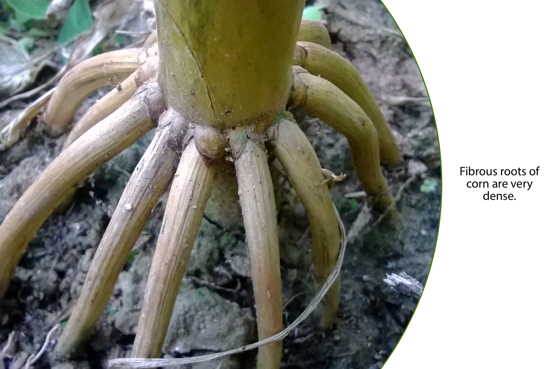 Fotografia przedstawiająca wiązkowe korzenie kukurydzy, gęsto obrośnięte i wrośnięte w ziemię. Obok fotografii jest podpis:
Fibrous roots of corn are very dense.