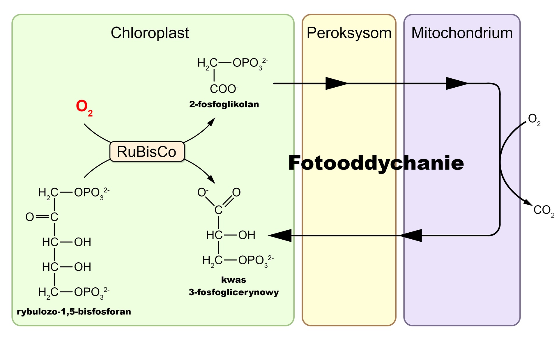 Schemat przedstawia uogólniony przebieg fotooddychania. W chloroplastach w wyniku reakcji katalizowanej przez RuBisCo z tlenu i rybulozo-1,5-bifosforanu powstaje 2-fosfoglikolan oraz kwas 3-fosfoglicerynowy. 2-fosfoglikolan ulega kolejnym reakcjom w procesie fotooddychania w peroksysomach i mitochondriach, ulega dekarboksylacji i zostaje przekształcony w kwas 3-fosfoglicerynowy.