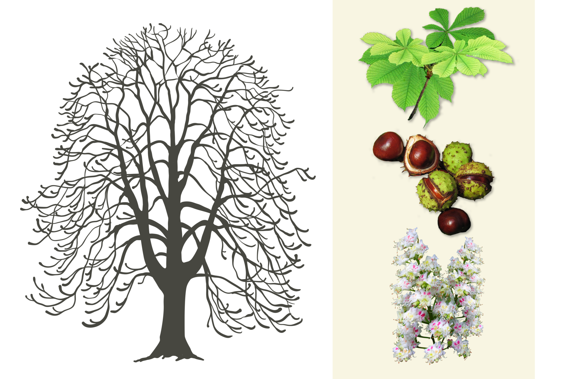 Ilustracja przedstawia szarą sylwetkę kasztanowca. Po prawej u góry gałązka z jasnozielonymi, dłoniastymi liśćmi. Niżej kilka brązowych kasztanów, w zielonych łupinach i bez nich. Na dole dwa wzniesione kwiatostany kasztanowca z licznymi biało-różowymi kwiatkami.