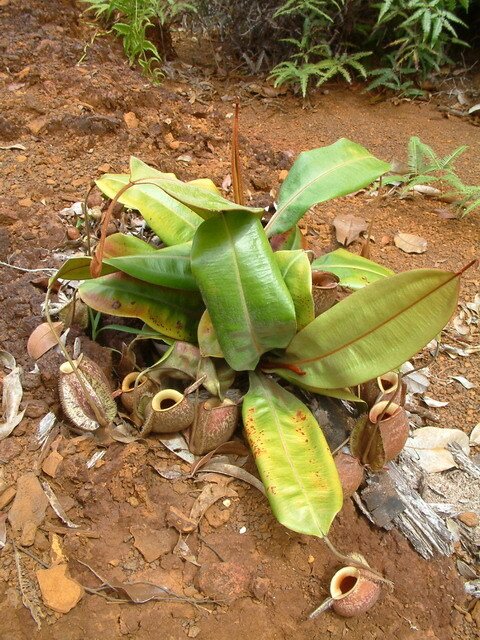 Zdjęcie przedstawia dzbanecznika beczułkowatego. Jego liście przekształcone są w drobne dzbaneczki. Funkcję liścia pełnią zielone liściaki o dużej powierzchni, czyli ogonki liściowe.