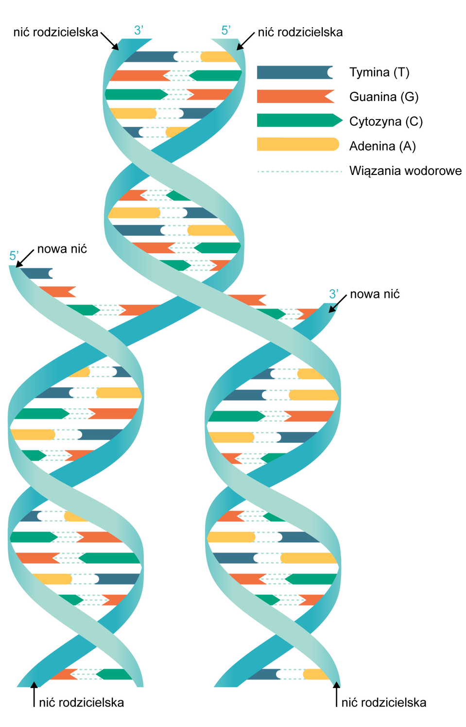 Schemat przedstawia semikonserwatywną replikację DNA. Na górze schematu przedstawiona jest cząsteczka DNA złożona z dwóch wstęg, gdzie każda z nich jest tzw. nicią rodzicielską. Pomiędzy nimi znajdują się kolorowe linie symbolizujące zasady azotowe wchodzące w skład DNA. Kolorem niebieskim oznaczono tyminę (T), kolorem czerwonym guaninę (G), kolorem zielonym cytozynę (C), a kolorem żółtym adeninę (A). Te zasady azotowe łączą się ze sobą w parach: tymina z adeniną a guanina z cytozyną, co symbolizuje kształt zakończenia linii podobny do puzzli – jedna nić uzupełnia drugą. Przerywanymi liniami oznaczone są wiązania wodorowe łączące zasady azotowe. Tymina z Adeniną łączy się dwoma wiązaniami. Guanina z Cytozyną trzema wiązaniami. Cytozyna z Guaniną trzema wiązaniami. Adenina z Tyminą dwoma wiązaniami. Poniżej nici z łańcucha DNA rozszerzają się i łączą się z nowymi nićmi, pomiędzy którymi również występują zasady azotowe symbolizowane przez kolorowe linie. W skład każdej z nowych cząsteczek DNA wchodzi nowa nić i nić rodzicielska.