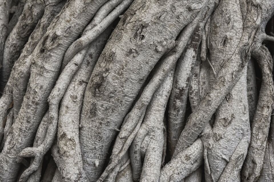 Ilustracja przedstawia fotografię korzeni drzewa splecionych ze sobą. Korzenie są różnej grubości, tworzą kompozycję dynamiczną i otwartą. Korzenie są szare, obejmują cały kadr. 