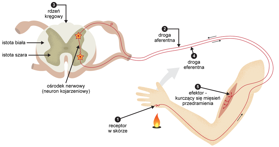 Schemat przedstawia powstawanie odruchu bezwarunkowego. Na ilustracji widnieje ręka ludzka. Pod dłonią widoczny jest płomień, który działa na receptor w znajdujący się w skórze. Wzdłuż ręki do mózgu prowadzi droga aferentna. Poprzez rdzeń kręgowy do mózgu z znaczoną istotą szarą oraz istotą białą biegnie impuls nerwowy - dokładnie do ośrodka nerwowego (neuronu kojarzeniowego). Dalej impuls nerwowy biegnie drogą eferentną do efektora znajdującego się w ręce. Na impuls odpowiada efektor – kurczący się mięsień przedramienia.  Powoduje on odsunięcie ręki od źródła ognia. 