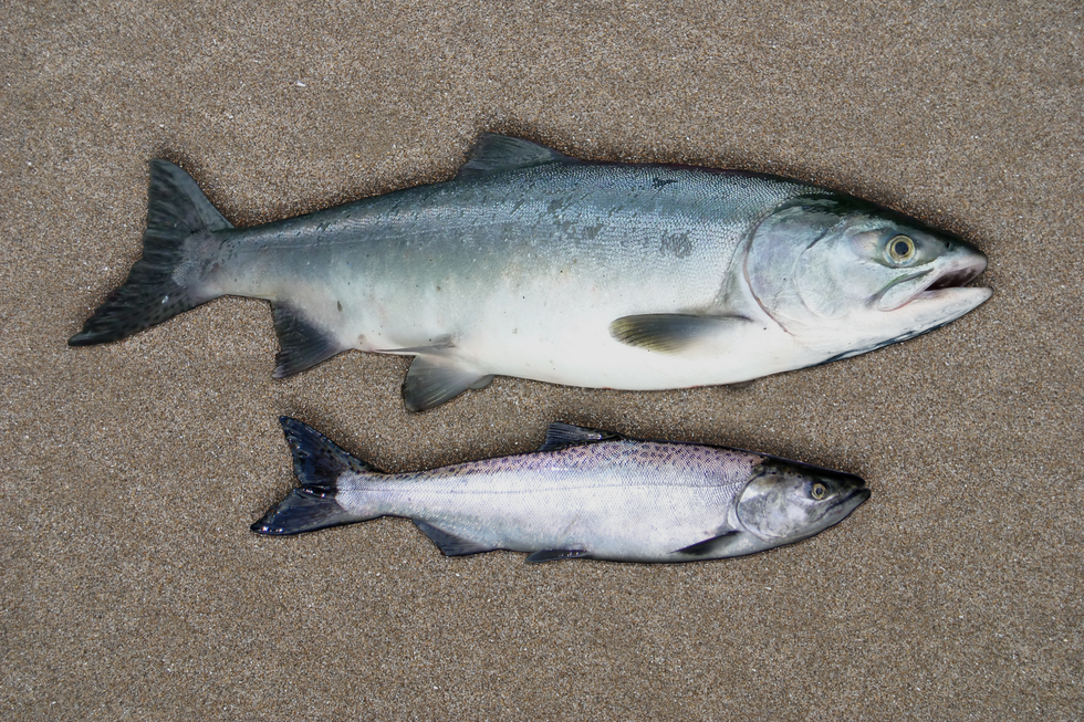 Fotografia przedstawia dwie, ułożone jedna nad drugą. Łosoś na górze jest większy, ubarwiony srebrzyście, z jaśniejszą częścią brzuszną, płetwy ciemne. Łosoś na dole jest mniejszy, skórę na grzbiecie ma liliową z ciemnymi plamami. Większa ryba została zmodyfikowana genetycznie.