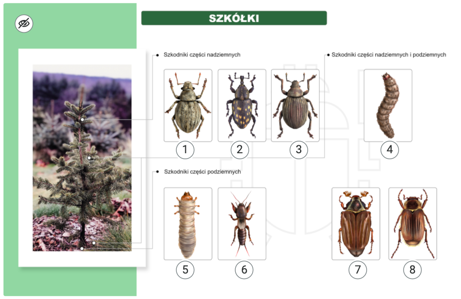 Grafika przedstawia przykładowy główny ekran ilustracji interaktywnej o tytule szkółki. Po lewej stronie znajduje się rosnące w szkółce młode drzewo iglaste. Od niego prowadzą trzy ramiona wskazujące na różne miejsca żerowania szkodników: Szkodniki części nadziemnych; Szkodniki części nadziemnych i poziemnych; Szkodniki części podziemnych. W każdej z tych grup wskazane są następujące szkodniki. Szkodniki części nadziemnych: 1. Zmiennik brudny – imago chrząszcza o pękatym, szarawo‑beżowym tułowiu, sześciu odnóżach i średniej długości czułkach. 2. Szeliniak sosnowiec – imago chrząszcza o kanciastym, czarnym tułowiu w beżowe kropki, sześciu odnóżach i krótkich czułkach. 3. Sieciech niegłębek – imago chrząszcza o pękatym, beżowo‑czarnym, pasiastym tułowiu, sześciu odnóżach i średniej długości czułkach. Szkodniki części nadziemnych i podziemnych: 4. Gąsienica rolnicy szkółkówki – złożona z segmentów o kolorze jasnobrązowym. Szkodnik części podziemnych: 5. Pędraki – białe larwy żukowatych: chrabąszcza majowego, wałkarza lipczyka, guniaka czerwczyka. 6. Turkuć podjadek – imago chrząszcza o wąskim beżowym tułowiu, sześciu odnóżach i średniej długości czułkach. 7. Chrabąszcz majowy – imago chrząszcza o pękatym, paskowanym beżowym tułowiu, sześciu odnóżach i krótkich czułkach przypominających poroże łosia. 8. Guniak czerwczyk – imago chrząszcza o obłym, paskowanym beżowym tułowiu, sześciu odnóżach i krótkich czułkach.