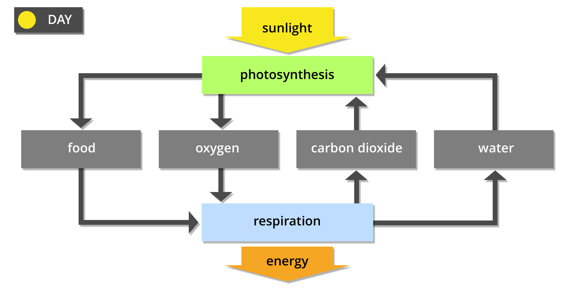 Grafika przedstawia współzależność pomiędzy fotosyntezą a oddychaniem – dzień. Duża żółta strzałka u góry symbolizuje energię słoneczną, sunlight, która jest potrzebna do fotosyntezy, photosynthesis, symbol: zielony czworokąt. Poniżej znajdują się cztery szare czworokąty z napisami: pokarm, food, tlen, oxygen, dwutlenek węgla, carbon dioxide, woda, water. Od niebieskiego czworokąta, symbolu oddychania, respiration, w dół odchodzi duża pomarańczowa strzałka z napisem: energia, energy. Pomiędzy czworokątami widoczne są strzałki, ukazujące zależności między nimi. Od fotosyntezy do oddychania biegną strzałki oznaczone pożywienie i tlen. Od oddychania do fotosyntezy - dwutlenek węgla i woda.