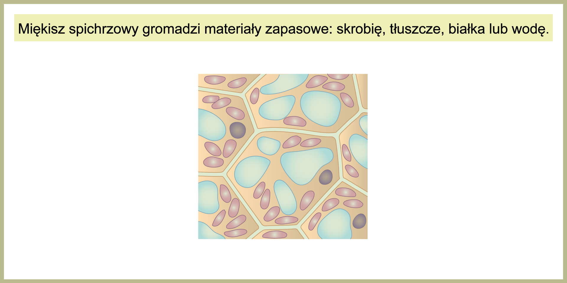 Ilustracja przedstawia kilka ściśle przylegających do siebie komórek, zaznaczonych kolorem beżowym. W każdej z nich znajdują się liczne oznaczone na fioletowo ziarnistości materiałów zapasowych oraz kilka małych wakuol. Ponad obrazkiem widać tekst: Miękisz spichrzowy gromadzi materiały zapasowe: skrobię, tłuszcze, białka lub wodę