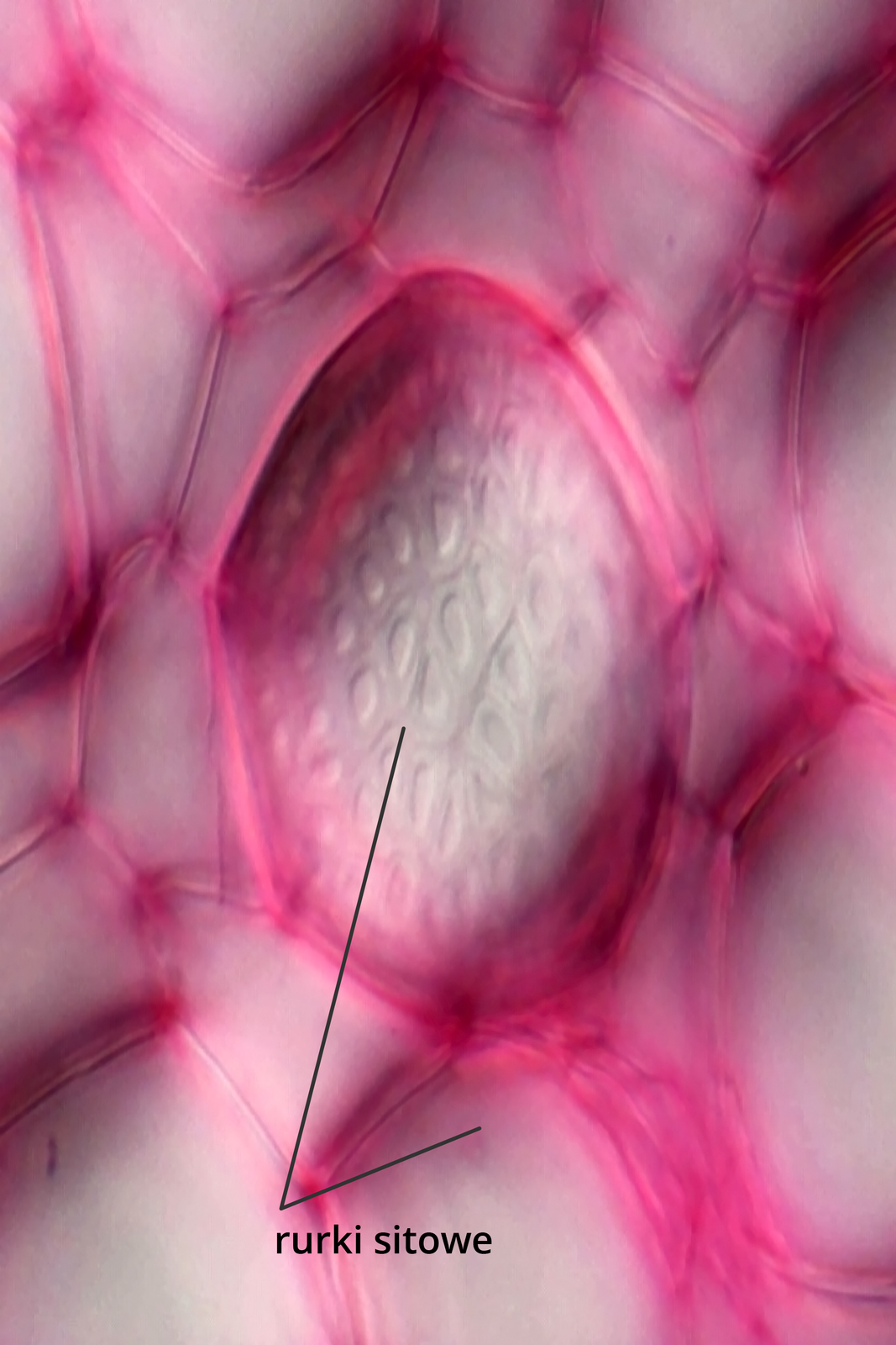 Fotografia mikroskopowa przedstawia sito łyko w dużym zbliżeniu. Komórki są wybarwione na różowo i podpisane: komórki sitowe.