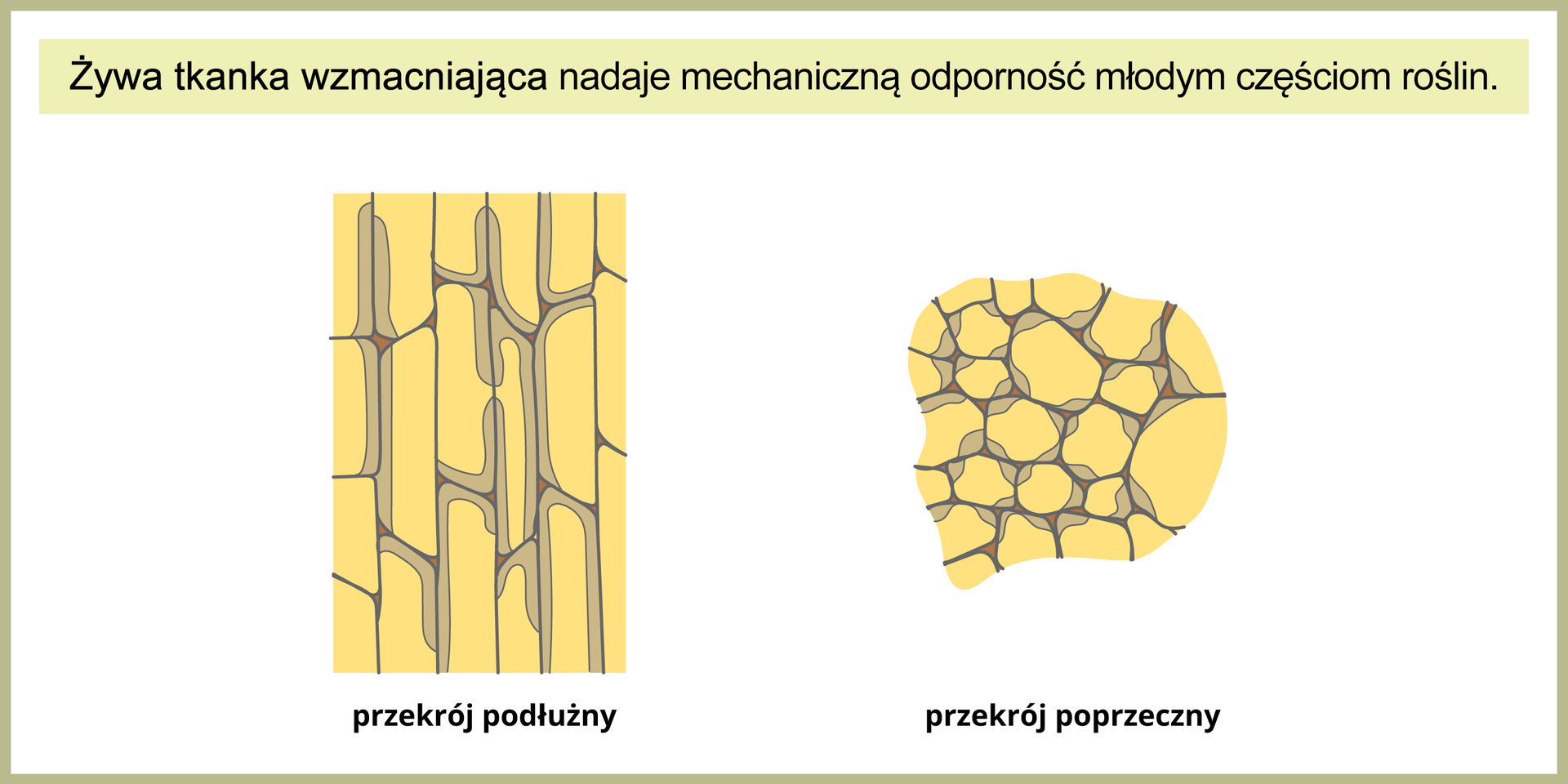 Ilustracja przedstawia dwa żółte rysunki, obrazujące przekrój podłużny i poprzeczny przez żywą tkankę wzmacniającą. Komórki tej tkanki mają częściowo pogrubione ściany komórkowe, co zaznaczono kolorem szarym. Na górze ilustracji napis: Żywa tkanka wzmacniająca nadaje mechaniczną odporność młodym częściom roślin.