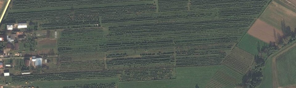 Fotografia sadu z lotu ptaka. Z wysokości widoczne korony drzew posadzone w równych rzędach, obok kilka domów. 