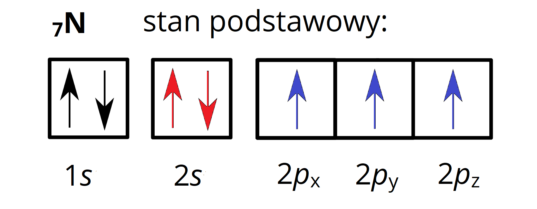 Na ilustracji jest zapis klatkowy konfiguracji elektronowej. Symbol azotu N o liczbie atomowej 7. Jego stan podstawowy: 1s (w kwadracie dwie czarne strzałki: jedna skierowana do góry, druga w dół), 2s (w kwadracie dwie czerwone strzałki: jedna do góry, druga w dół), 2px, 2py, 2pz (w trzech kwadratach są pojedyncze, niebieskie strzałki skierowane do góry).