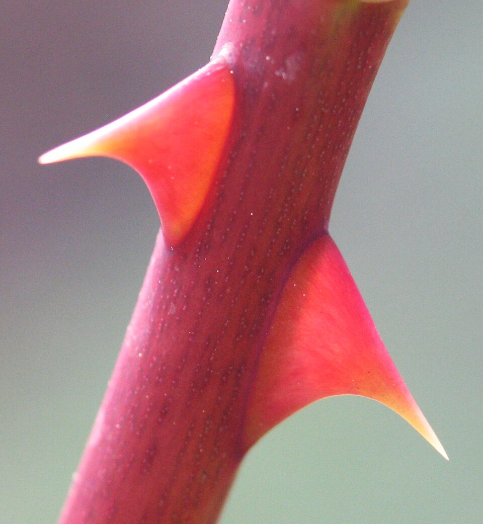Zdjęcie przedstawia łodygę w dużym przybliżeniu. Z czerwonej łodygi wyrastają lekko zagięte ku dołowi kolce. 
