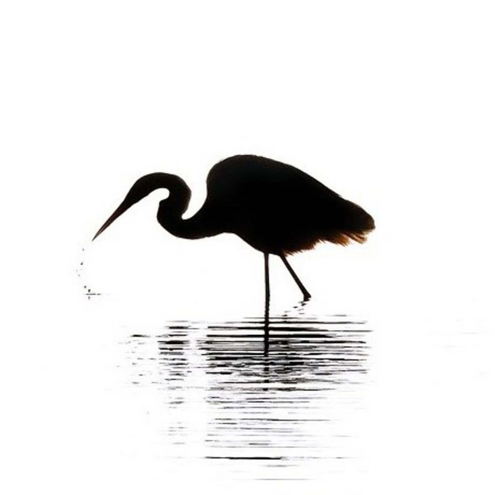 Cień ptaka stojącego w wodzie na długich, chudych nogach. Ptak ma również długą szyję i długi, spiczasty dziób.