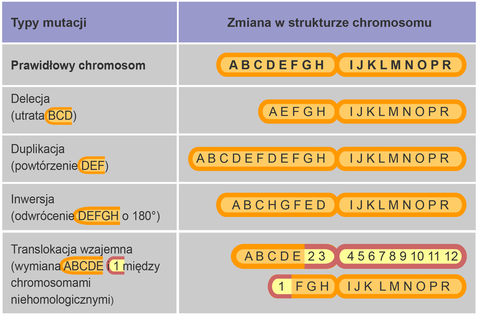 Ilustracja przedstawia rodzaje mutacji chromosomowych strukturalnych. W tabeli jest typ mutacji oraz odpowiadająca mu zmiana w strukturze chromosomu. Prawidłowy chromosom. Obok są dwa długie owale, stykają się ze sobą. To dwie chromatydy. W pierwszej jest kolejność A B C D E F G H, w drugiej litery I J K L M N O P R. Kolejny typ mutacji to delecja (utrata B C D). Na ilustracji są dwa poziome stykające się ze sobą owale, to chromatydy - w pierwszej są litery A E F G H, w drugiej I J K L M N O P R. Kolejny typ mutacji to duplikacja (powtórzenie D E F). Na ilustracji jest następująca kolejność w dwóch stykających się długich poziomych owalach: A B C D E F D E F G H oraz I J K L M N O P R. Typ mutacji: inwersja, czyli odwrócenie D E F G H o 180 stopni: kolejność liter jest następująca - A B C H G F E D oraz I J K L M N O P R. Kolejny typ - translokacja wzajemna, czyli wymiana A B C D E i 1 między chromosomami niehomologicznymi. Na ilustracji są cztery części chromosomu równoległe do siebie. W pierwszym odcinku jest zapis: A B C D E 2 3, styka się z nim odcinek o sekwencji 4 5 6 7 8 9 10 11 12. Pod spodem równolegle są kolejne dwa odcinki. W pierwszym jest zapis: 1 F G H, w drugim I J K L M N O P R.       