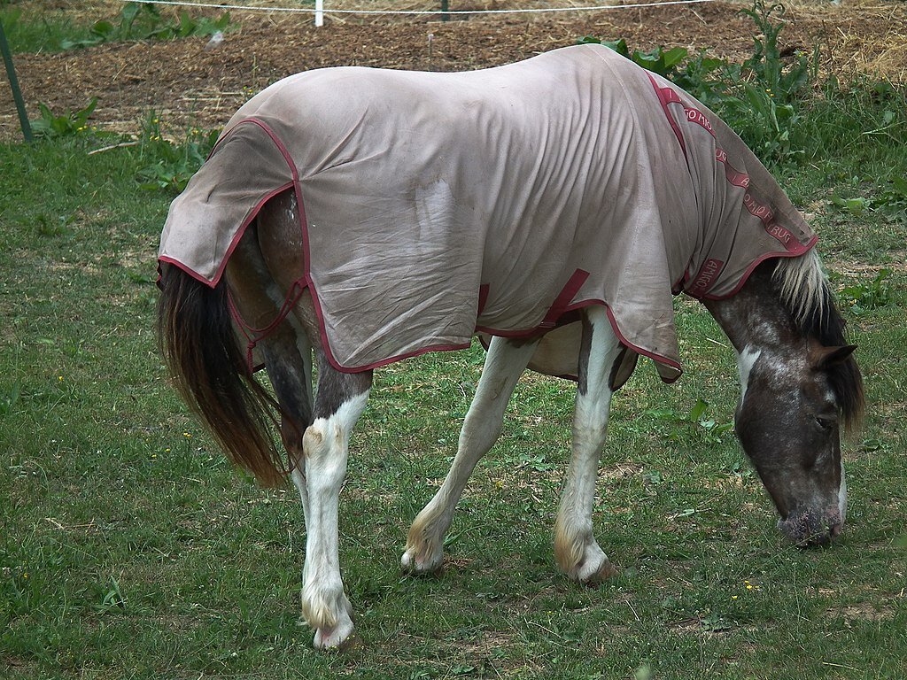 Zdjęcie przedstawia konia okrytego derką. Derka to płachta, która przykrywa zad, grzbiet oraz szyję konia.