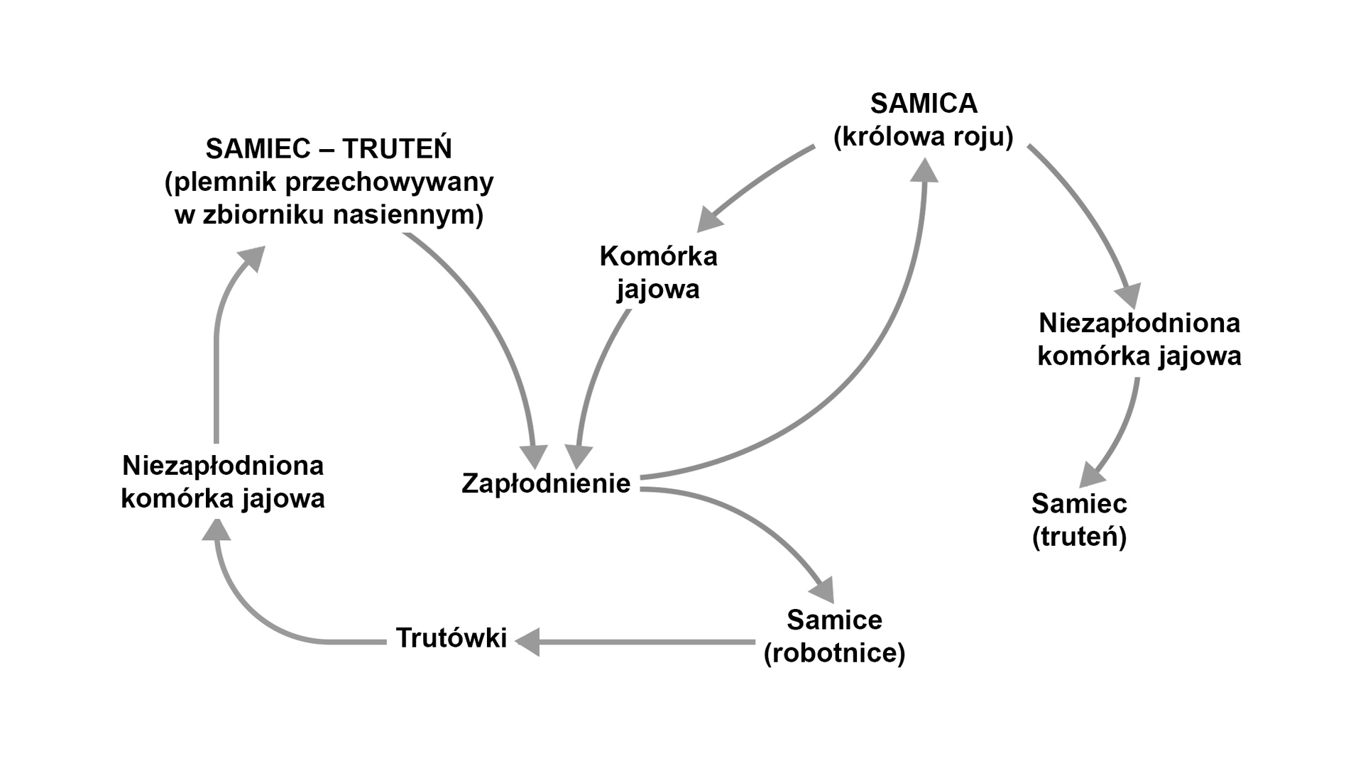 Schemat rozmnażania pszczoły. Z zapłodnionych komórek jajowych wylęgają się samice - robotnice. Samice - robotnice mogą być trutówkami, u których następuje rozwój jajników. Z niezapłodnionych komórek jajowych generują samce - trutnie (plemnik przechowywany w zbiorniku nasiennym). Trutnie mogą zapłodnić królową roju i cykl się powtarza.   