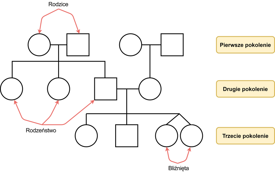 Ilustracja przedstawia pokrewieństwo w rodowodach. Rodowód ukazano za pomocą kół i kwadratów. Na najwyższym poziomie są rodzice - koło i kwadrat są połączone poziomą linią. Od poziomej linii poprowadzono kreskę w dół. Na jej końcu umieszczono poziomą linię łączącą potomstwo, usytuowaną między dziećmi a rodzicami. Rodzeństwo oznaczono za pomocą dwóch kół i jednego kwadratu. Od kwadratu prowadzi kreska w prawo do koła. Od koła prowadzi kreska w górę do koła połączonego kreską z kwadratem. Opisane koło połączone z kwadratem jest na wysokości symboli oznaczających rodziców. Pierwszy rząd to pierwsze pokolenie. Drugi rząd to drugie pokolenie. Należy do niego wspomniane rodzeństwo oraz - opisany już - kwadrat połączony z kołem. Od kwadratu połączonego kreską z kołem odchodzi pionowa kreska. Łączy się ona z poziomą kreską łączącą koło, kwadrat oraz dwa koła oznaczające bliźniaki. Cały rząd oznacza trzecie pokolenie.      