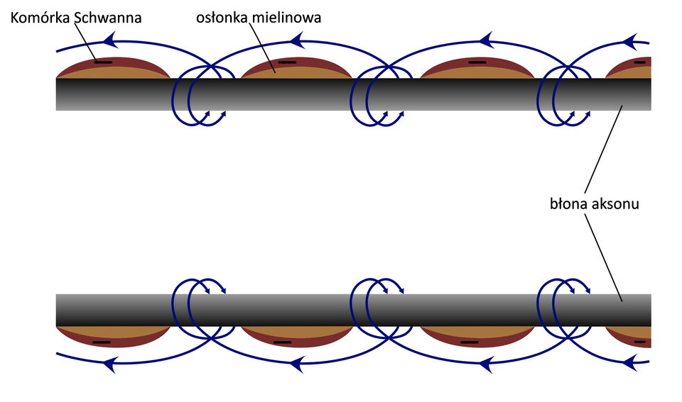 Grafika przedstawia falę depolaryzacji. Rozchodzi się ona wzdłuż błony aksonu w sposób skokowy w kierunku przeciwnym do kierunku rozchodzenia się impulsu. Impuls przemieszcza się przez fragmenty pozbawione osłonki mielinowej. Błona aksonu zilustrowana jest jako dwie szare, grube linie, na których znajdują się półokrągłe, brązowe osłonki mielinowe. Na każdej z nich widoczne są krótkie, czarne linie – komórki Schwanna. Pomiędzy osłonkami mielinowymi znajdują się spiralne, granatowe linie oplatające błonę aksonu i wznoszące się nad osłonkami. 