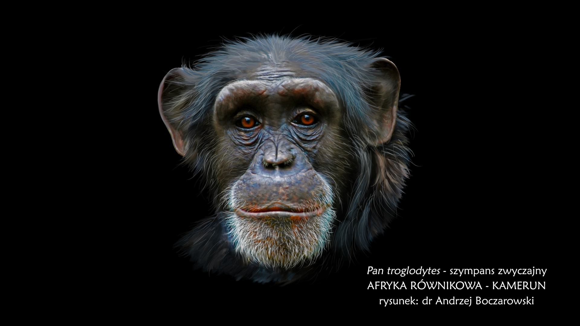 Fotografia prezentuje głowę szympansa zwyczajnego należącego do rodziny człowiekowatych. Twarz szympansa dookoła oczu i na policzkach jest czarna, wysunięta do przodu szczęka i żuchwa są szare i okryte siwymi włosami. Nos mały. Nad oczodołami duże wały nadoczodołowe. Po bokach głowy widoczne duże czarne małżowiny uszne. Głowa i ciało okryte czarnymi włosami. Obok obrazka znajduje się tekst: Pan troglodytes, szympans zwyczajny, Afryka Równikowa, Kamerun, rysunek: doktor Andrzej Boczarowski.