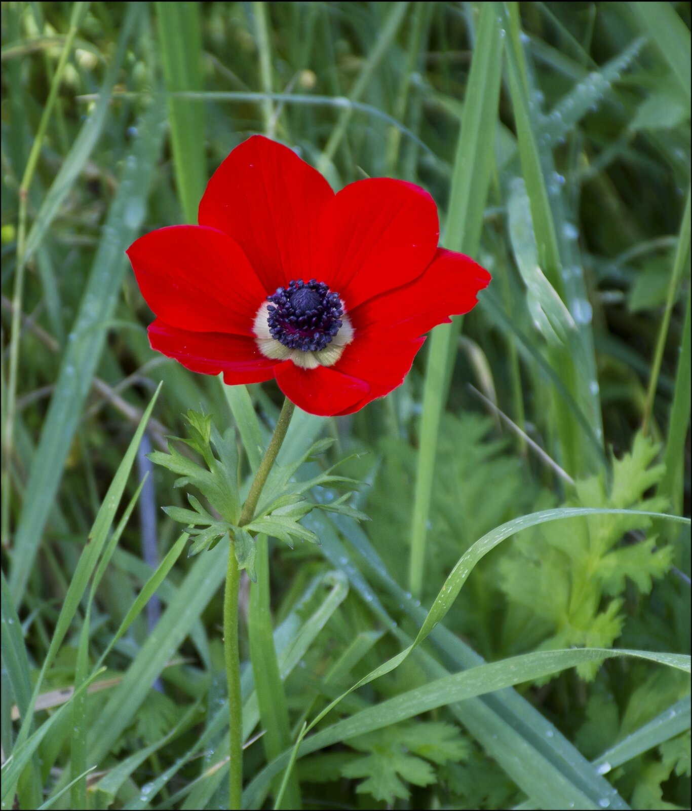 Kolorowa fotografia przedstawiająca czerwony kwiat o łacińskiej nazwie anemone coronaria na tle gęsto rosnącej trawy.