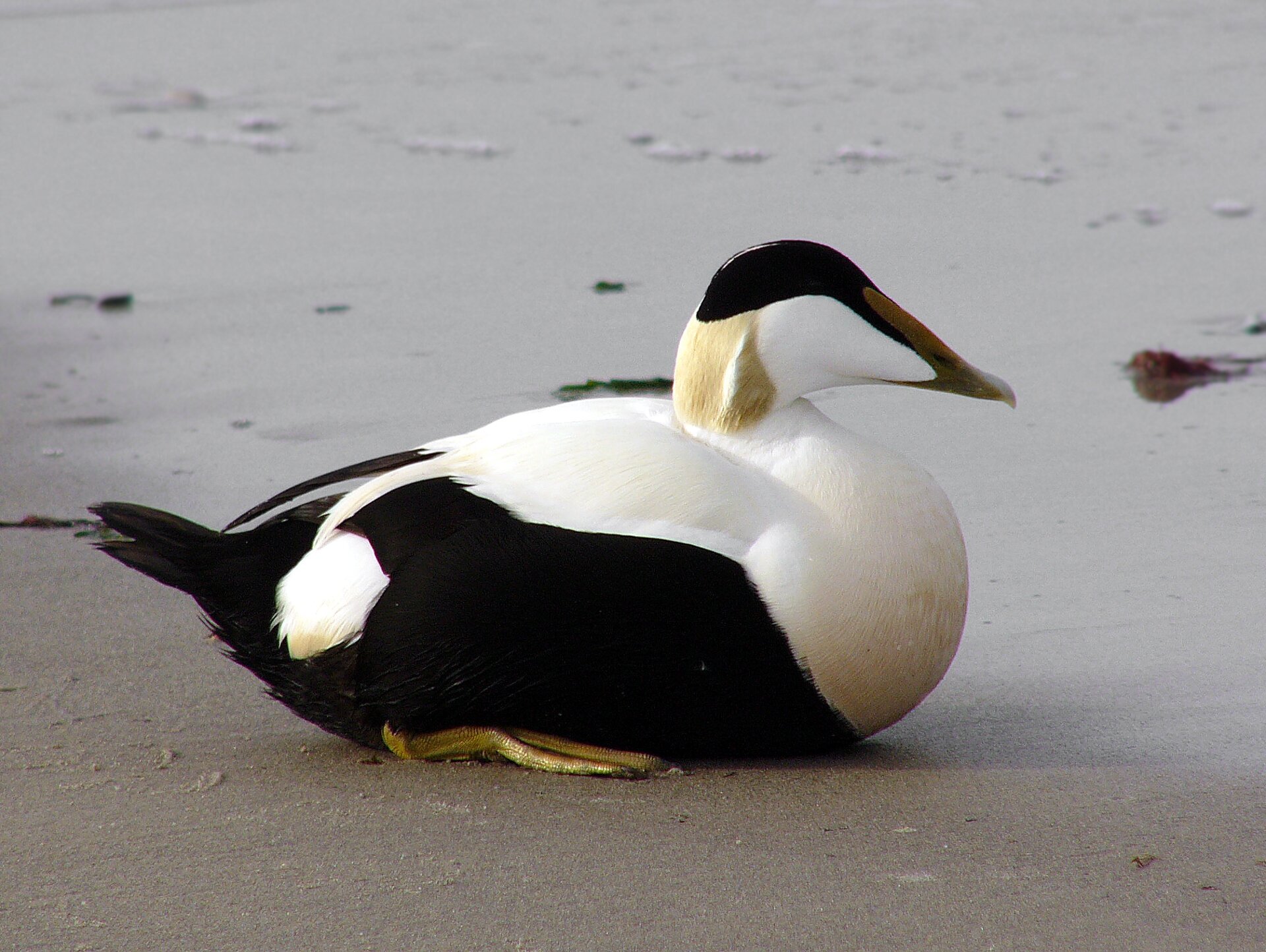 Czwarta ilustracja to kaczka edredon. Szyja i spód głowy ptaka są białe, czoło zielone, pozostałe części ciała szare.