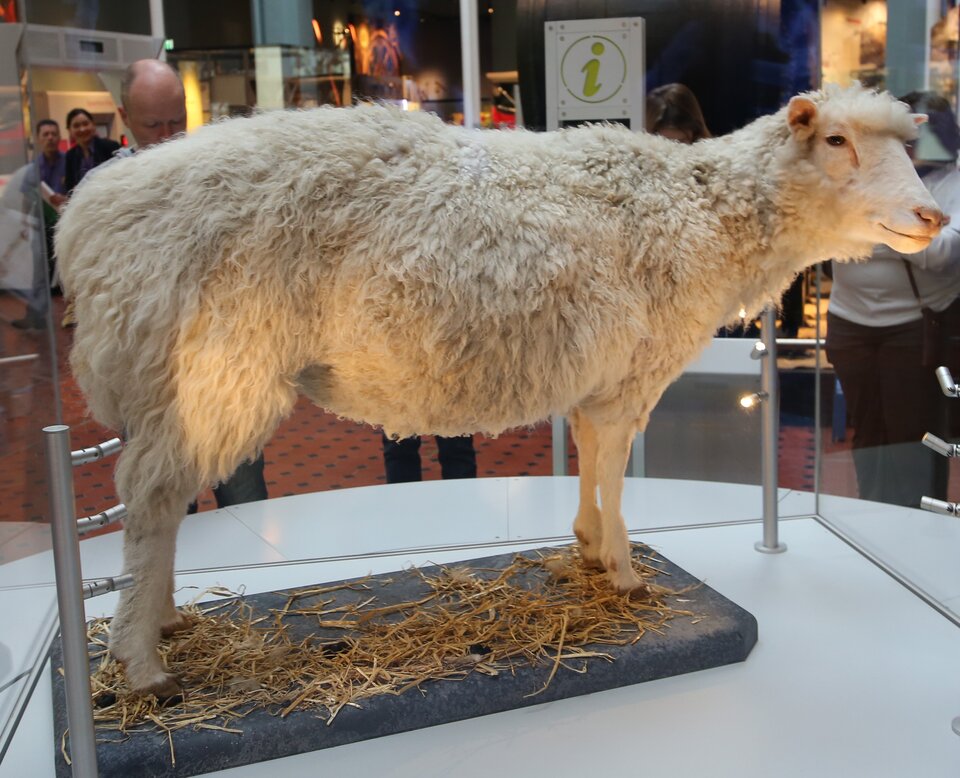 Zdjęcie przedstawia spreparowaną owcę Dolly. Znajduje się ona w Muzeum Narodowym w Edynburgu, w Szkocji. Owca Dollyto owca dużej ramie ciała osadzonej na dość krótkich nogach. Jej wełna była jednolita, średnio gruba. A umaszczenie kremowe. Pysk owcy był wąski. Miała brązowe małe oczy. Niewielkie szpiczaste uszy. Owca Dollybyła pierwszym zwierzęciem sklonowanym z komórek somatycznych dorosłego osobnika metodą transferu jąder. Za spreparowanym zwierzęciem na zdjęciu są zwiedzający Muzeum ludzie.