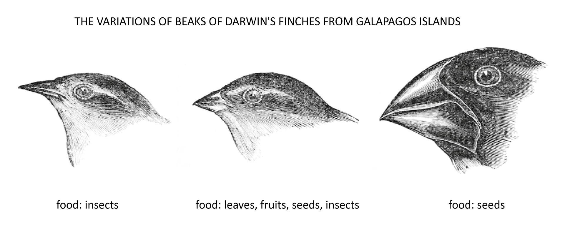 Ilustracja przedstawia trzy głowy ptaków skierowanych dziobem w lewą stronę. To tak zwane zięby Darwina - trzy odmiany zięb, różniących się wielkością i kształtem dzioba, co według Darwina miało być wynikiem przystosowania do zdobywanego pokarmu. Pierwszy ptak od lewej ma niewielki, wydłużony, wąski dziób. Pod głową ptaka napis: "food: insects". Dziób drugiego ptaka jest krótszy i szerszy. Pod głową ptaka napis: "food:leaves, fruits, seeds, insects". Dziób trzeciego ptaka jest bardzo szeroki i masywny. Pod głową ptaka napis: "food: seeds". 