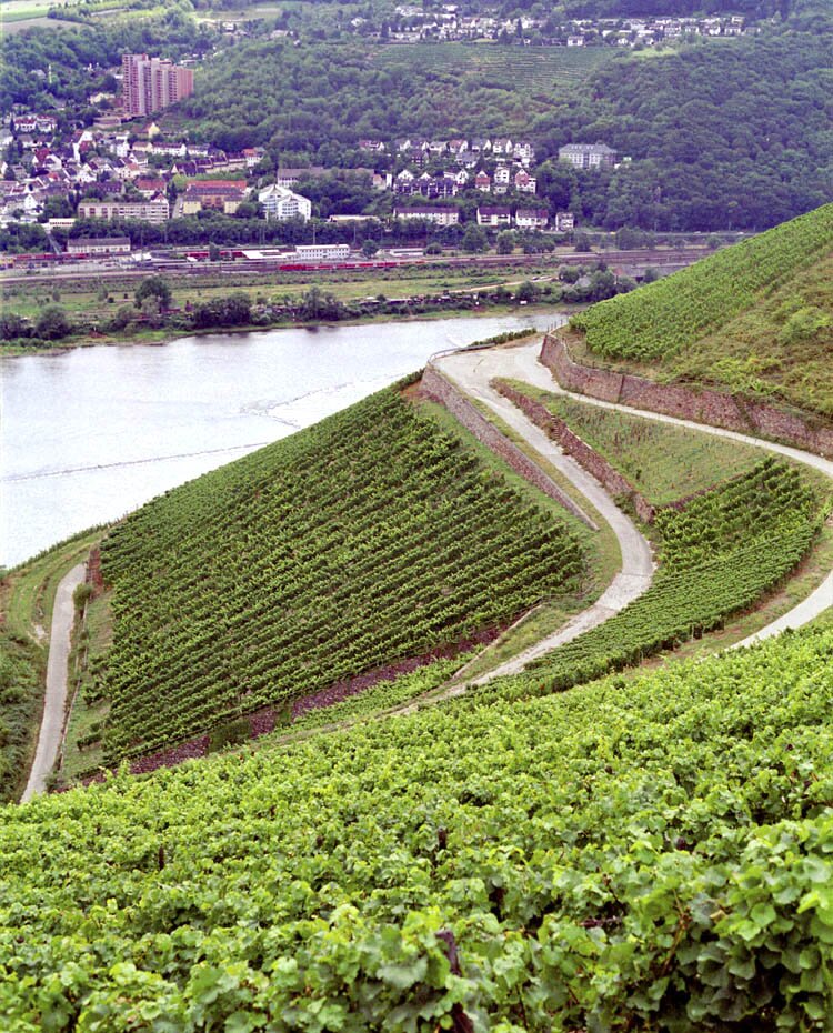 Winnice Rüdesheimer Berg Schlossberg
