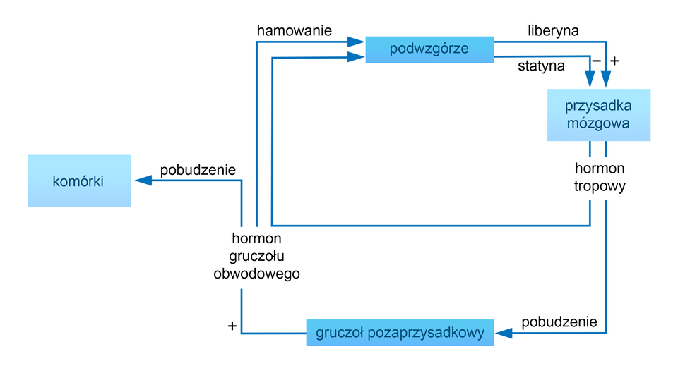 Przedstawiony jest schemat regulacji i kontroli hormonalnej niektórych procesów w organizmie. Narysowane są na nim prostokąty, które łączą strzałki. Ze schematu wynika, że hormon gruczołu obwodowego działa hamująco na podwzgórze. Z kolei neurohormony podwzgórza – liberyna oraz statyna działają na przysadkę mózgową -  liberyna działa pobudzająco na przysadkę, a statyna hamująco. W przysadce powstaje hormon tropowy. Powoduje on pobudzenie dla gruczołu pozaprzysadkowego. Gruczoł ten tworzy hormon gruczołu obwodowego, który działa stymulująco na komórki organizmu.