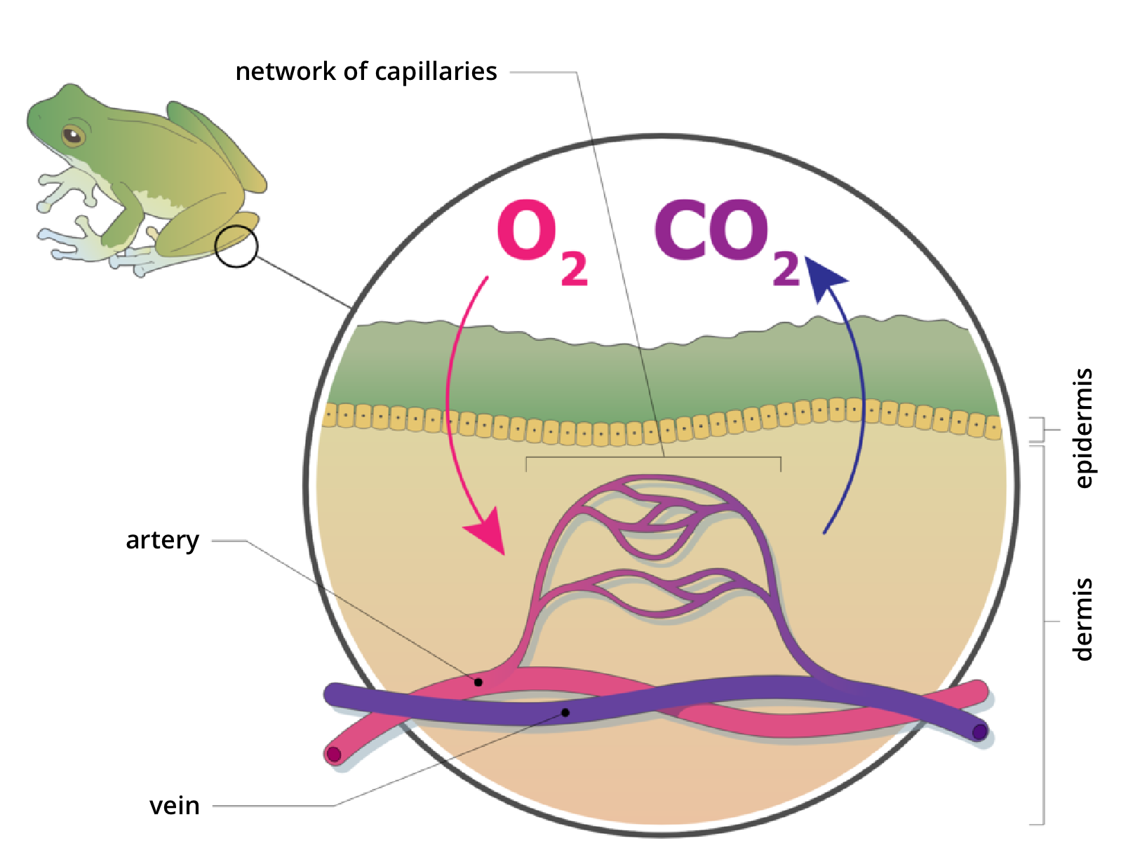 Ilustracja przedstawia w powiększeniu przekrój przez skórę płaza. Z lewej u góry sylwetka zielonoszarej rzekotki drzewnej i oznaczenie miejsca powiększenia. W kółku pod zieloną warstwą wskazane żółte, kropkowane komórki naskórka. Pod nimi w bladoróżowej skórze wrysowane faliste rurki, obrazujące naczynia krwionośne: różowa tętnica i niebieska żyła. Łączą się one siatką naczyń włosowatych. Strzałka różowa z napisem O dwa pokazuje wnikanie tlenu przez skórę do naczyń włosowatych. Strzałka niebieska i napis CO dwa ilustruje usuwanie dwutlenku węgla przez skórę płaza. Na ilustracji są podpisy: Network of capillaries, Artery ,Vein, Epidermis, Skin, 