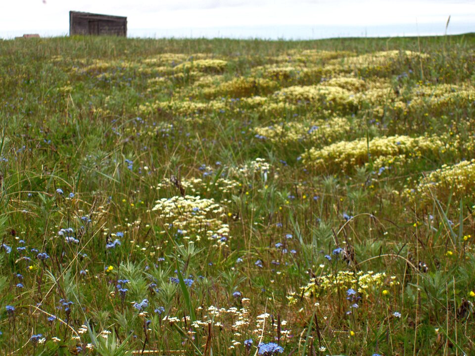Zdjęcie przedstawia kwitnącą tundrę. Widać białe i niebieskie kwiaty, pomiędzy nimi rośnie trawa. 