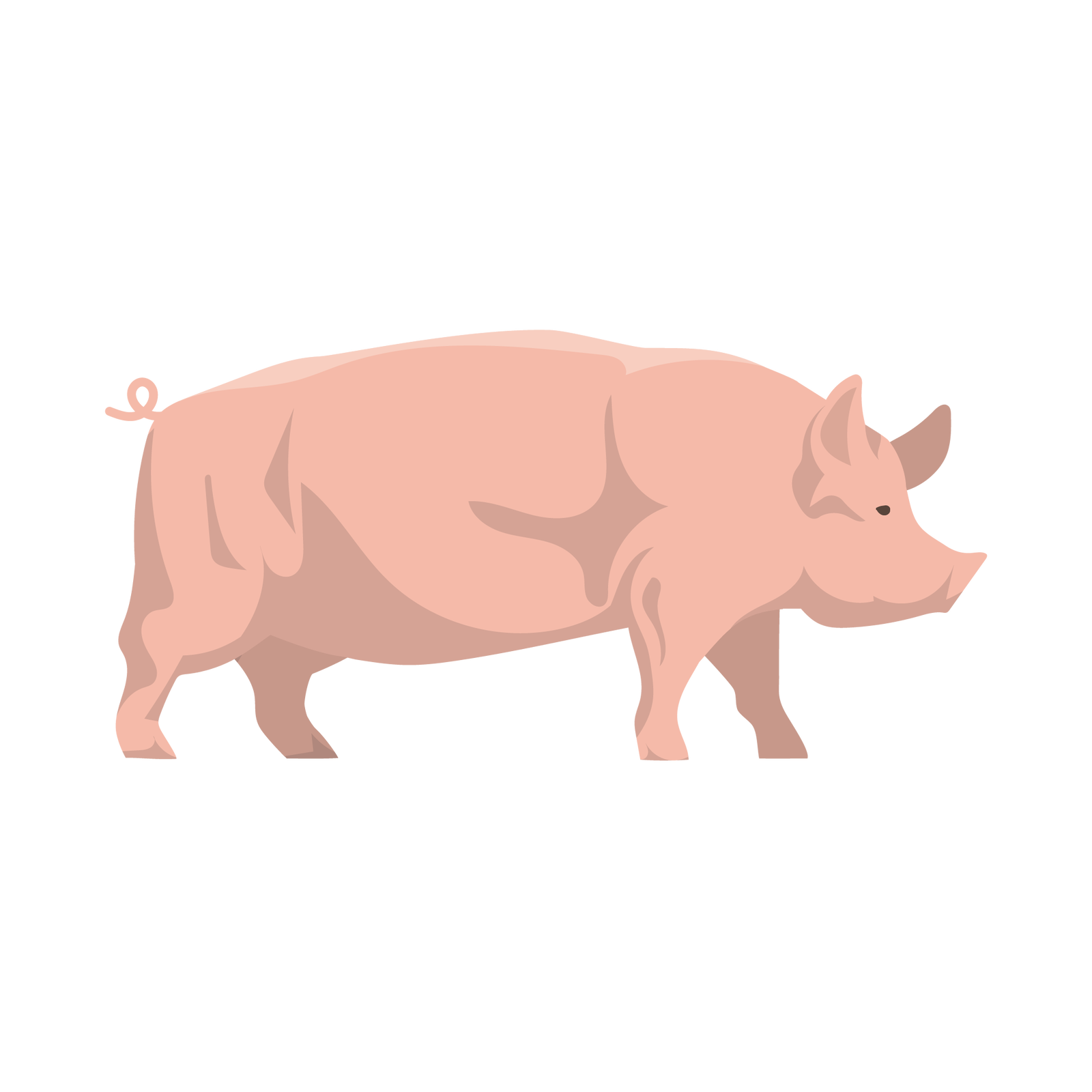 Ilustracja przedstawia świnię. Jest to zwierzę, które ma różowe ciało, głowę zakończoną ryjem, sterczące uszy, krótki zakręcony ogon i cztery nogi zakończone kopytami.