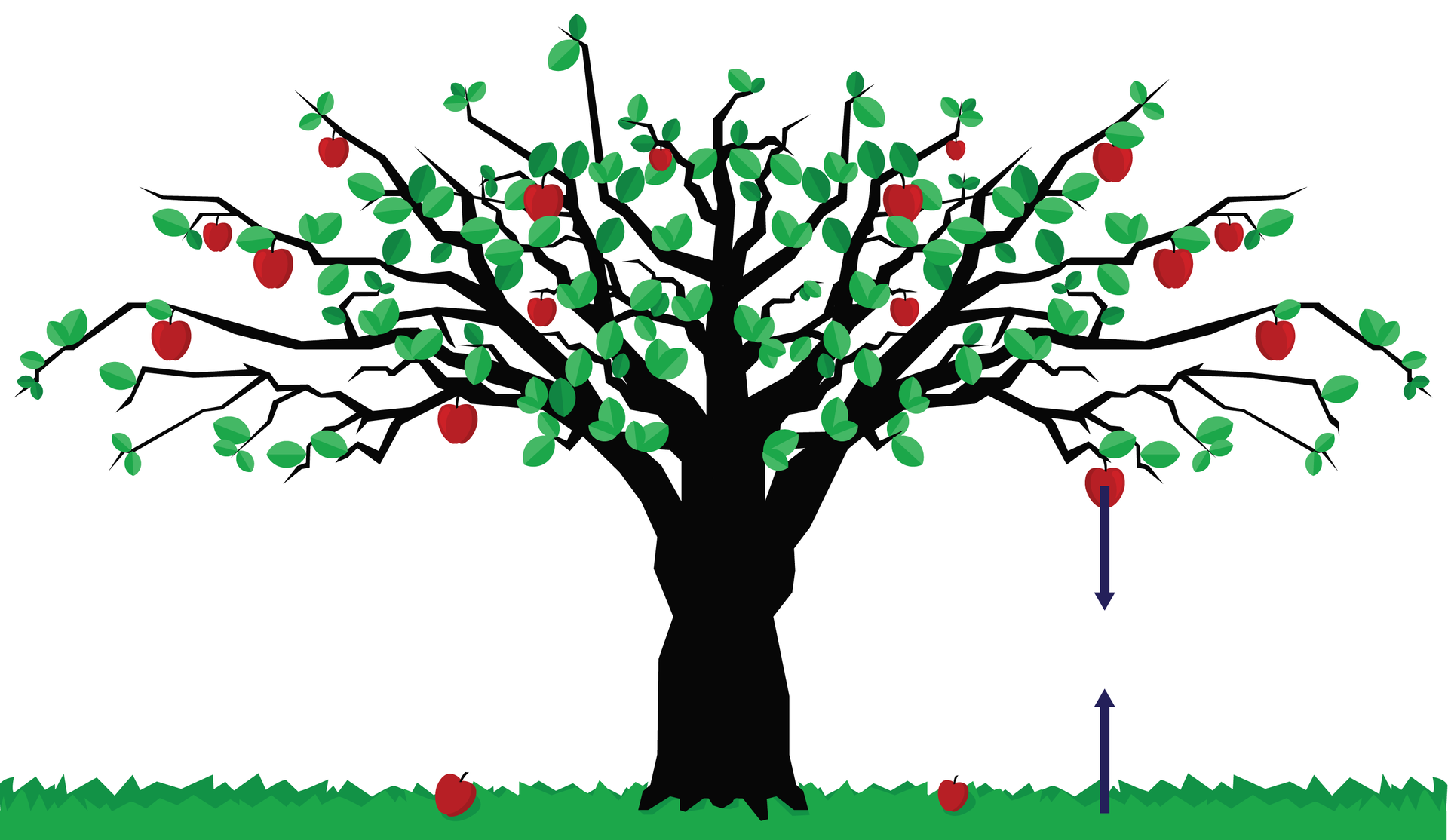 Na ilustracji zaprezentowano drzewo stojące na trawie. Korona drzewa rozłożysta, zajmuje całą szerokość rysunku. Na gałęziach znajdują się liście i jabłka. Z prawej strony drzewa, od jednego z jabłek odchodzi wektor. Kierunek prostopadły do podłoża. Zwrot ku ziemi. Punkt przyłożenia na środku jabłka. Punkt przyłożenia drugiego wektora znajduje się na ziemi. Wektor ma ten sam kierunek, lecz przeciwny zwrot. Wektory mają równą długość. Oba wektory leżą na tej samej prostej.
