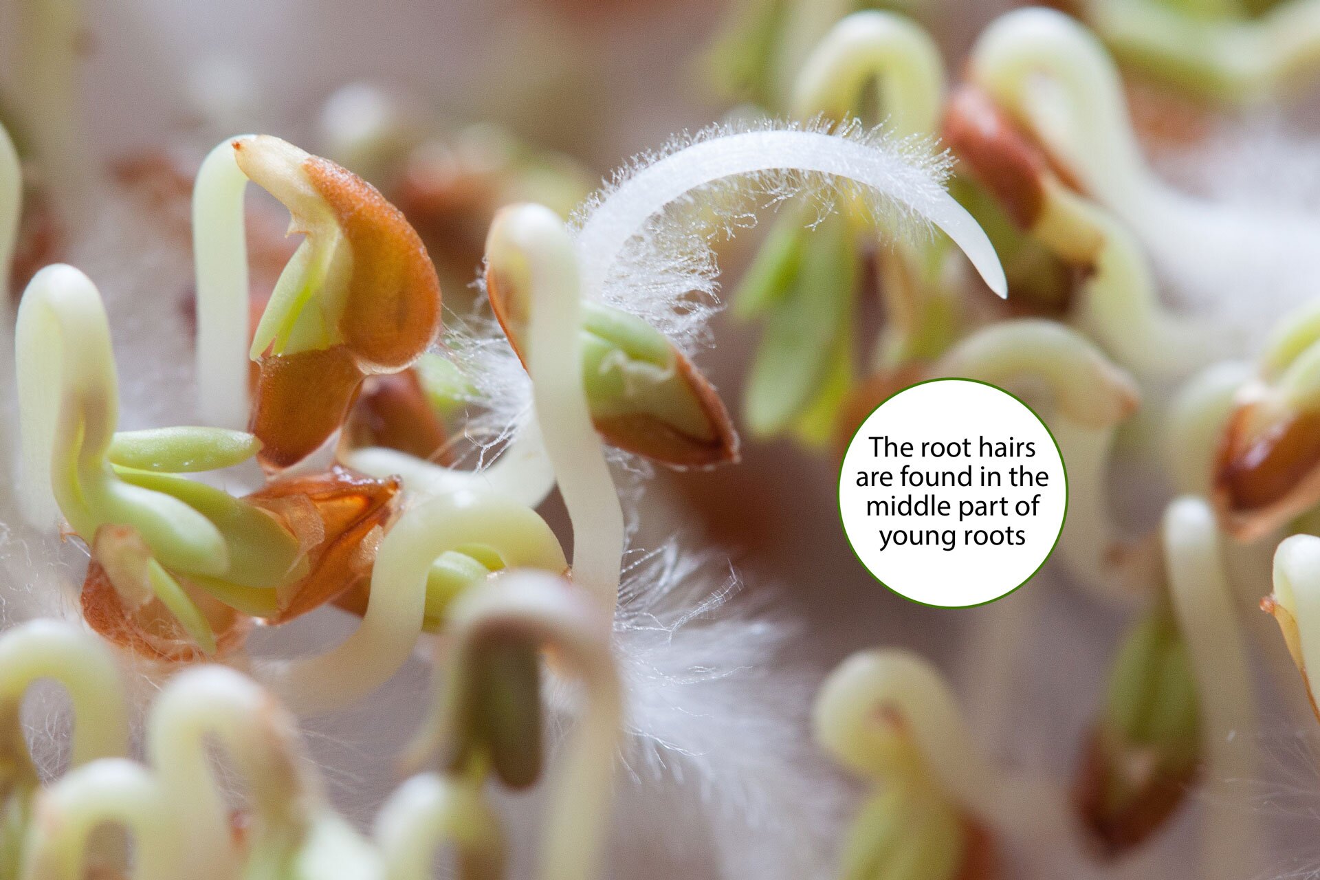 Fotografia przedstawiająca kiełkującą rzeżuchę. Na końcówkach korzeni są włośniki. Na fotografii po prawej stronie w chmurze jest podpis: Root hairs are found at the tips of roots.