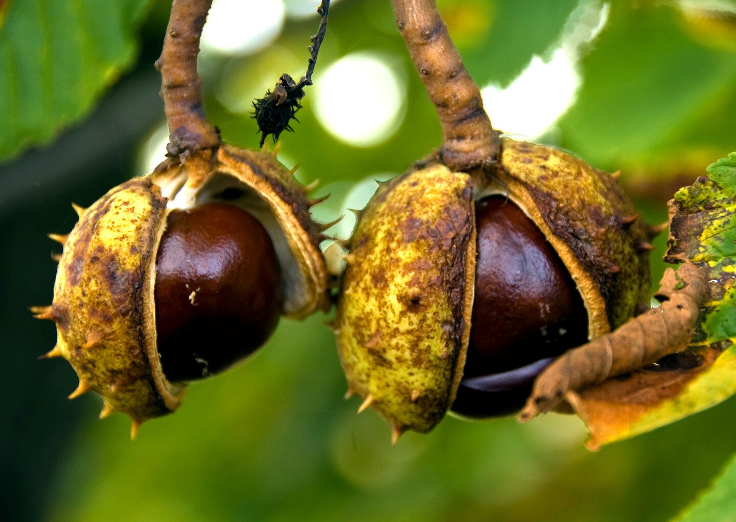 Zdjęcie przedstawia drzewo kasztanowca jesienią. Liście są żółte, brązowe i zielone. W centralnej części zdjęcia znajdują się cztery owoce kasztanowca. Wiszące na gałęzi cztery owoce to kasztany. Kasztany to kulki o średnicy około trzech centymetrów. Na zewnątrz pokryte są grubą łupiną. Na łupinie są liczne kolce. Kolce mają długość około pięć milimetrów. Łupina jest żółtozielona i pęknięta wzdłuż. W miejscu pęknięcia widoczny jest brązowy kulisty owoc zajmujący całe wnętrze wewnątrz łupiny.