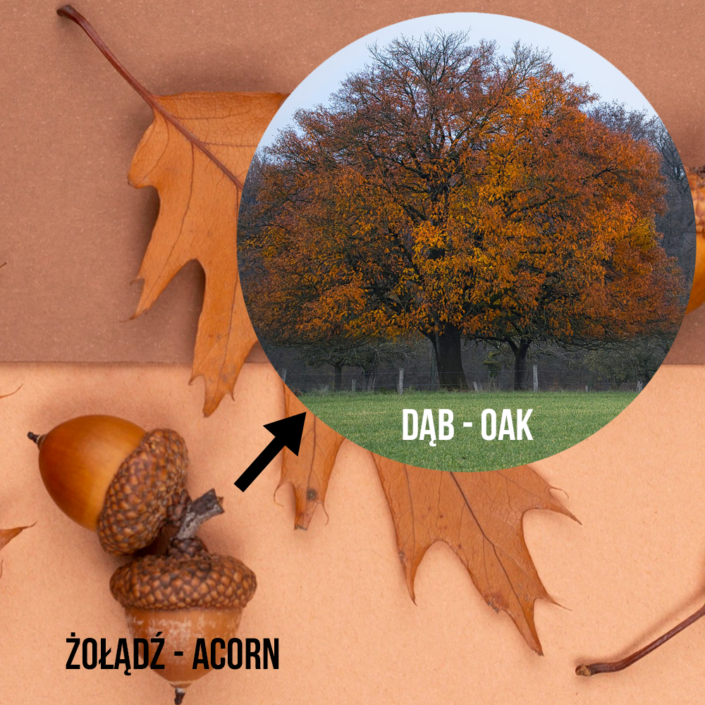 Zdjęcie przedstawia wpisane w koło zdjęcie dębów z pomarańczowo‑brązowymi liśćmi, rosnące na zielonej trawie. W dolnej części  widoczny napis z białych liter w języku polski i angielskim: DĄB - OAK. Pod spodem, w tle, częściowo widoczny brązowy liść dębu oraz żołądź, od którego odchodzi czarna strzałka skierowana ku drzewom.