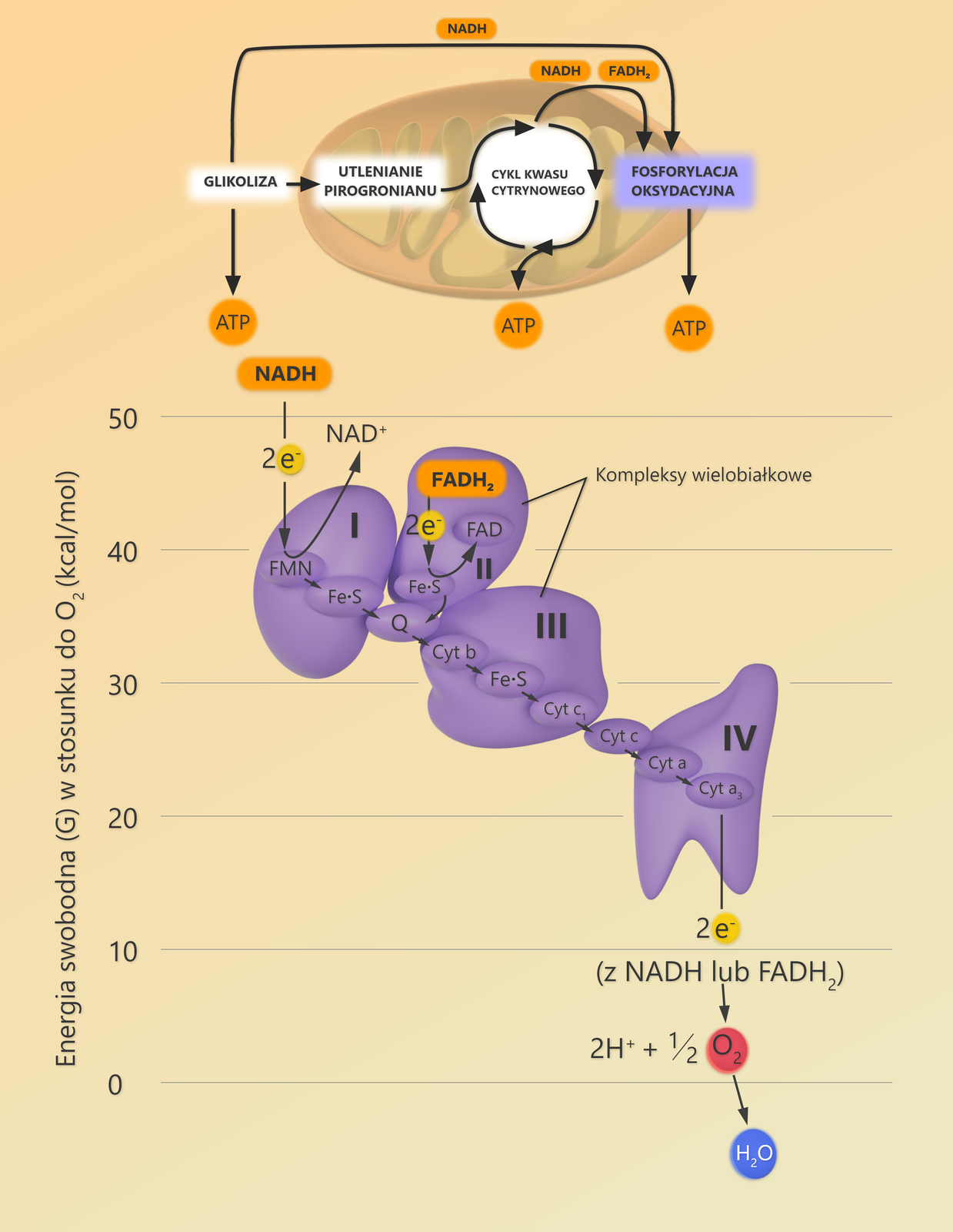 Łańcuch oddechowy pełni ważne funkcje, ponieważ umożliwia transport elektronów i fosforylację oksydacyjną. Schemat przedstawia układ przenośników elektronów w łańcuchu transportu elektronów oraz spadek energii swobodnej podczas wędrówki elektronów w dół łańcucha. Łańcuch transportu elektronów jest serią białek oraz cząsteczek organicznych znajdujących się w wewnętrznej błonie mitochondriów. Elektrony są przekazywane z jednej cząsteczki łańcucha oddechowego do drugiej podczas serii reakcji redukcji i oksydacji. Energia uwolniona w tych reakcjach jest przechowywana jako gradient protonów, który jest następnie wykorzystywany do wytworzenia ATP w procesie chemiosmozy. Łańcuch transportu elektronów i chemiosmoza razem składają się na fosforylację oksydacyjną. Wszystkie elektrony, które wchodzą do łańcucha oddechowego, pochodzą z cząsteczek <math aria‑label="en a de ha">NADH i <math aria‑label="ef a de ha indeks dolny dwa koniec indeksu dolnego">FADH2 wytwarzanych podczas wcześniejszych etapów oddychania komórkowego: glikolizy, utleniania pirogronianu i cyklu kwasu cytrynowego. Elektrony są przekazywane w dół łańcucha, przemieszczają się z wyższego do niższego poziomu energii, uwalniając tym samym energię. W łańcuchu oddechowym ma miejsce przeniesienie wodoru na tlen, w związku z czym powstaje woda.