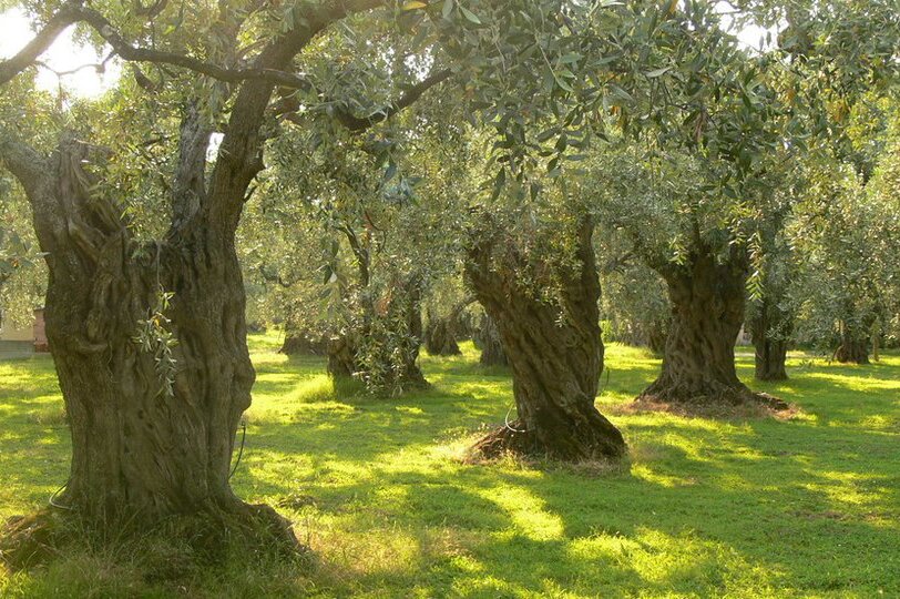 Na fotografii przedstawiono drzewa oliwne rosnące na greckiej wyspie Thassos. Old olive trees on the Greek island of Thassos in the Aegean Sea. Drzewa o grubych pniach rosną w rzędach. Ziemia między drzewami pokryta jest niską roślinnością trawiastą.