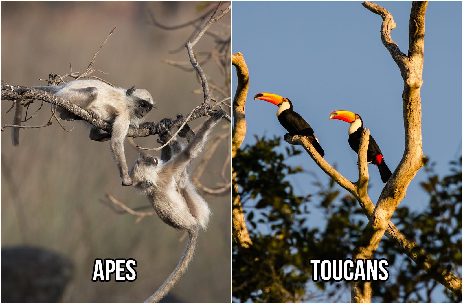 Ilustracja składa się w z dwóch zdjęć. Na zdjęciu po lewej stronie widoczne są dwie małe małpy, z których jedna siedzi na bezlistnej gałęzi, a druga z niej zwisa. Małpy mają jasnobeżową sierść, ciemne, podpalane ogony oraz łapy, czarny pysk. Na zdjęciu widoczny jest napis w języku angielskim: APES. Na zdjęciu po prawej stronie widoczne są dwa tukany siedzące na bezlistnej  gałęzi drzewa. Ptaki mają duży, lekko zakrzywiony dziób w kolorze pomarańczowo‑czerwonym, z czarnym kolorem u nasady dzioba i na końcu. Wokół oczu mają pomarańczową skórę. Pióra są czarne, a gardło, górna cześć piersi i kuper są białe. Na ogonie widoczne są także czerwone plamy. Na zdjęciu widoczny jest napis w języku angielskim: TOUCANS.