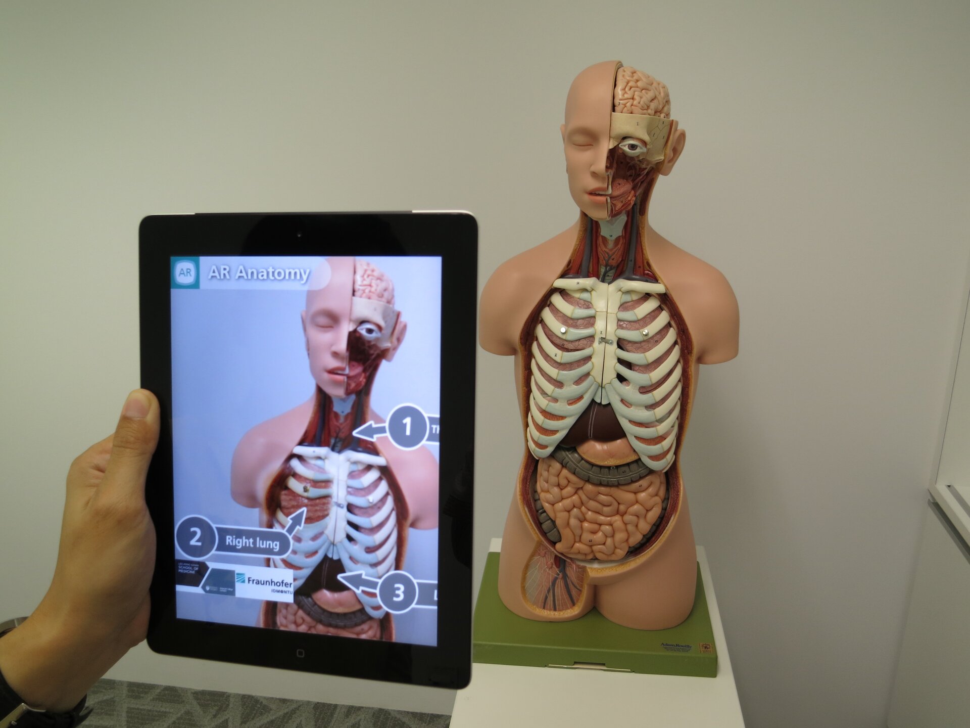 Na zdjęciu znajduje się model anatomiczny człowieka, który jest umiejscowiony na drugim planie fotografii. Na pierwszym planie przedstawiono trzymany przez osobę tablet, na którego ekranie widać wcześniej wspomniany model anatomiczny. Na poglądzie fotograficznym urządzenia znajdują się oznaczenia cyfrowe poszczególnych organów modelu anatomicznego. 