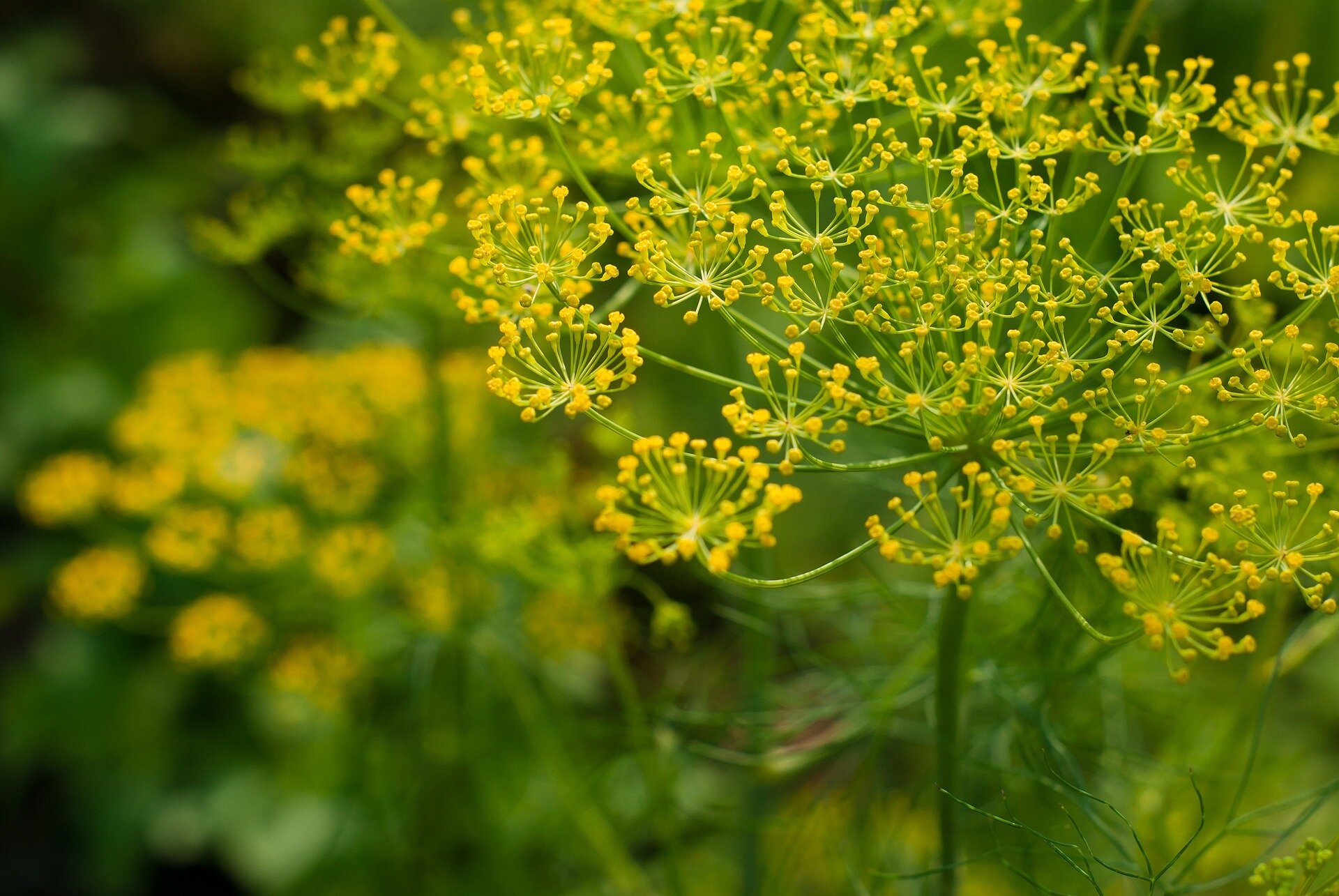 Zdjęcie przedstawia kwiaty kopru. Na jednej zielonej łodydze jest kilkanaście kwiatów w kształcie baldachimów. Na końcówkach mają żółte kuleczki.