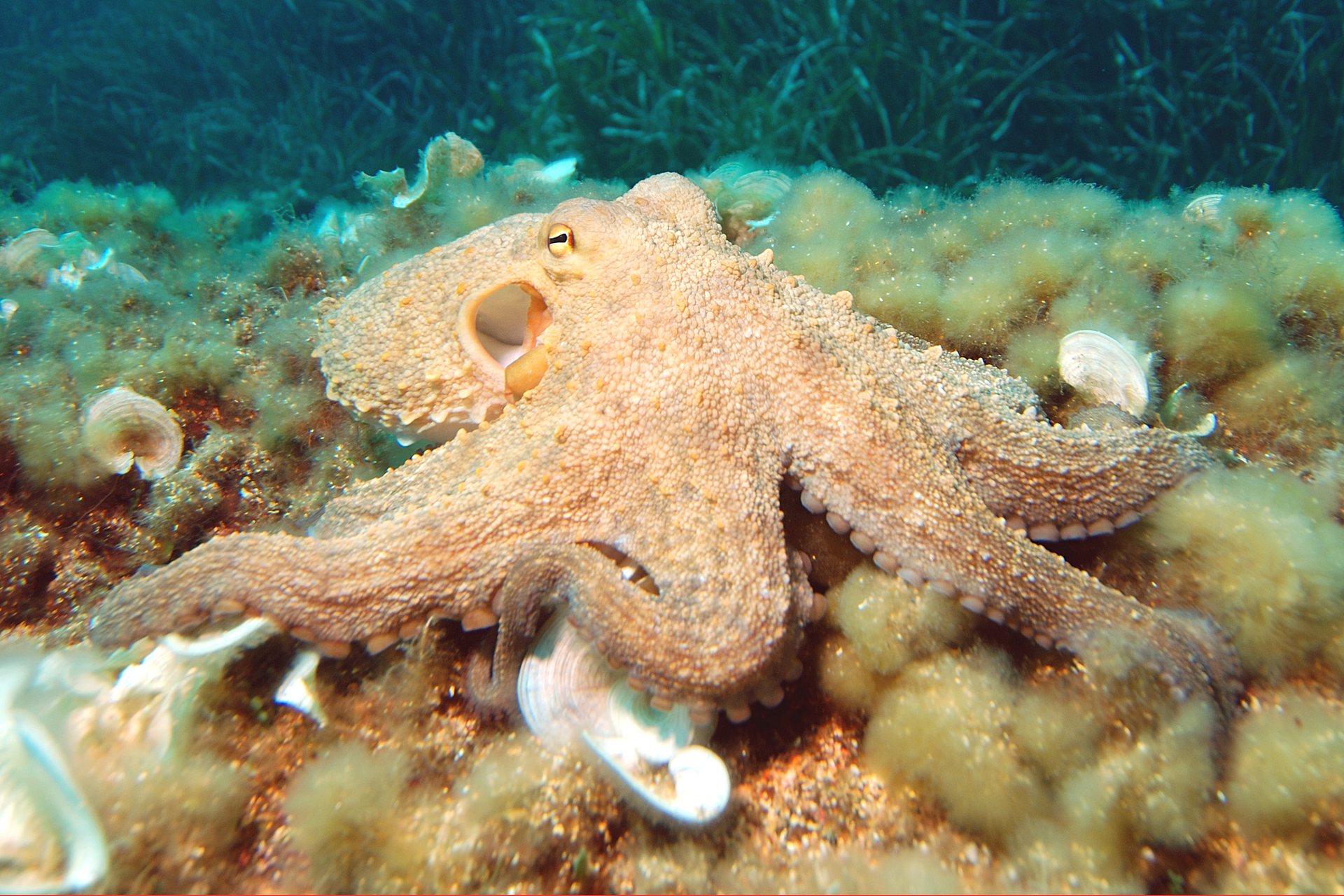 Fotografia przedstawia pomarańczową, chropowatą ośmiornicę, płynącą przy dnie morza. Na przedniej części ciała, u góry, znajduje się żółte oko z czarną, poziomą źrenicą. Osiem grubych ramion ma wiele przyssawek.