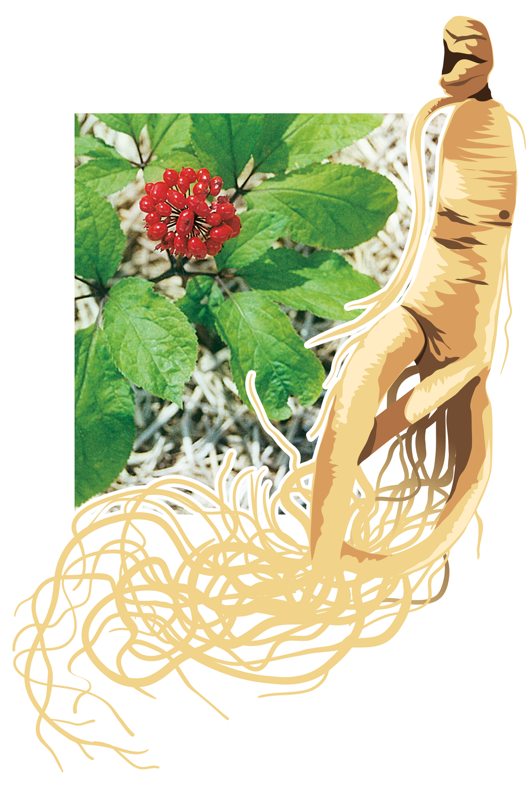 Ilustracja przedstawia fotografię gałązki rośliny z dużymi liśćmi i czerwonymi kulistymi owocami. Obok rysunek jej korzenia w kolorze jasnobrązowym. Korzeń ma kształt podobny do sylwetki człowieka. To żeń-szeń pięciolistny. środowisku naturalnym i jego korzeń.