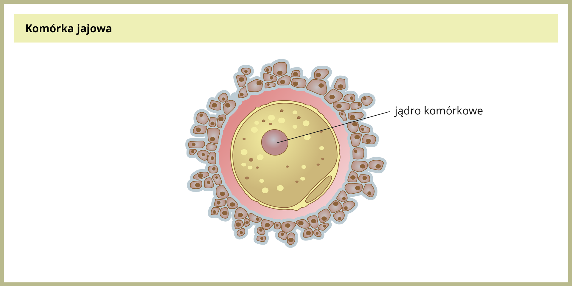 Ilustracja przedstawia okrągłą komórkę jajową z fioletowym jądrem. Beżowa cytoplazma z plamkami. Wokół komórki różowa osłonka i na zewnątrz liczne, luźno ułożone brązowe komórki.