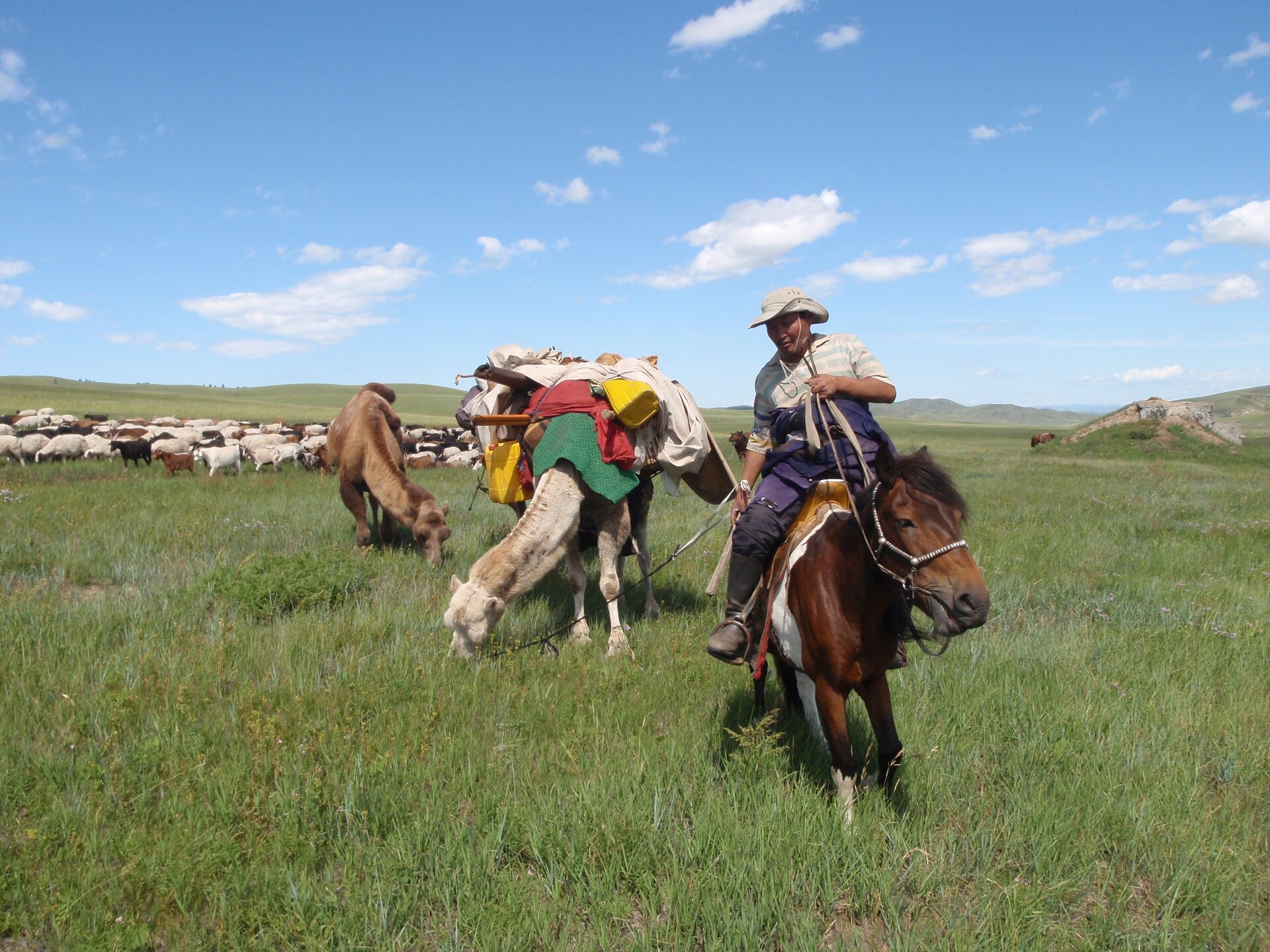 Zdjęcie przedstawia łąkę, na pierwszym planie pasterz na koniu trzymający w dłoni sznur przywiązany do wielbłąda z pakunkami na grzebiecie, za nim kolejny wielbłąd bez pakunków. Na drugim planie stado owiec. W oddali teren pagórkowaty. 