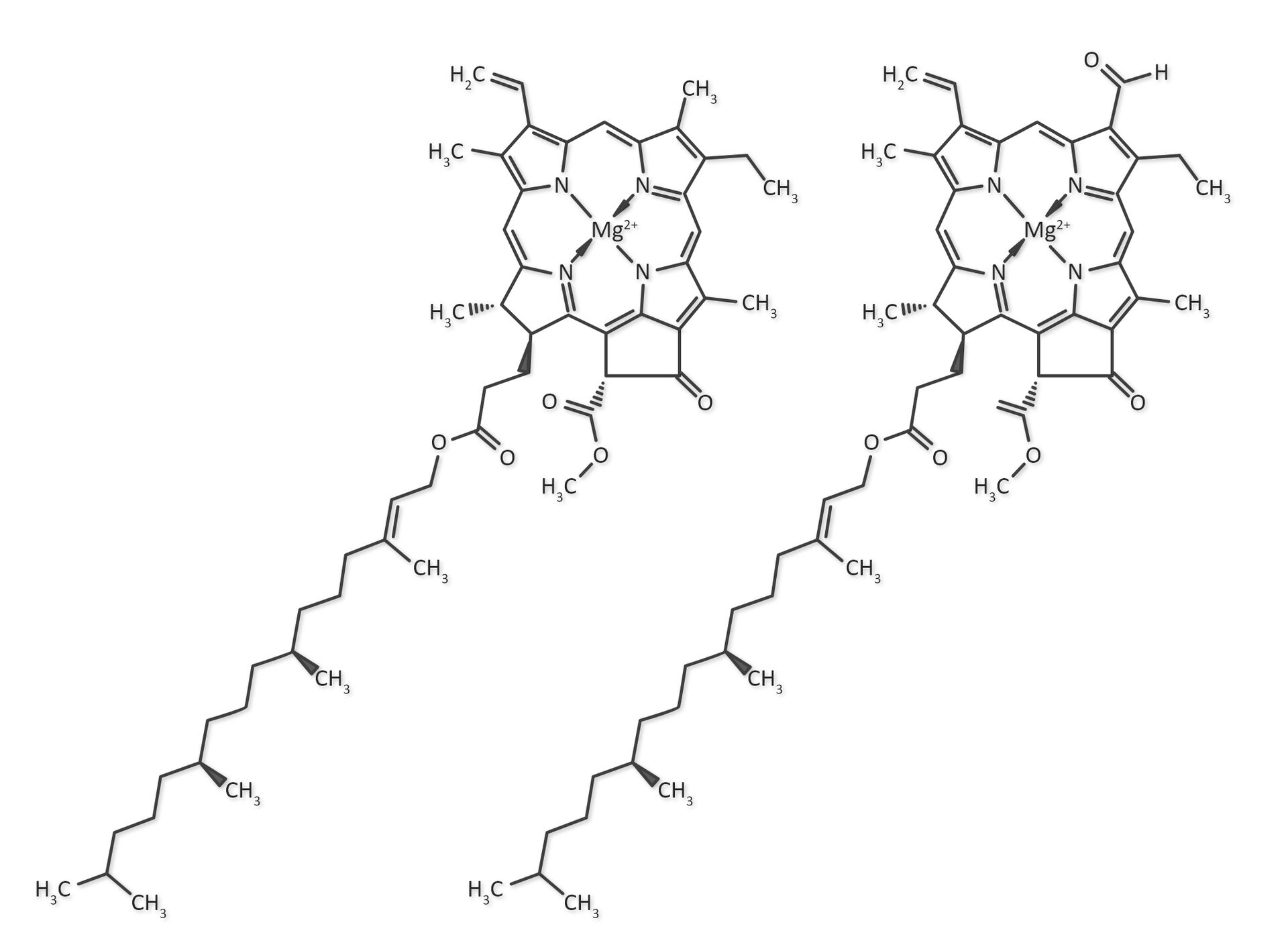 Na ilustracji chlorofil a i b.
