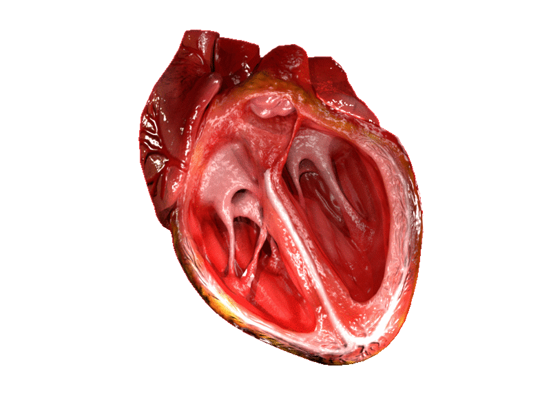 Grafika przedstawia bijące serce. Widać wnętrze organu. Mięsień sercowy na przemian kurczy się i rozkurcza. Ma jajowaty kształt. Wewnątrz serca widać dwie komory oraz niewielką zastawkę, która się na przemian otwiera i zamyka.