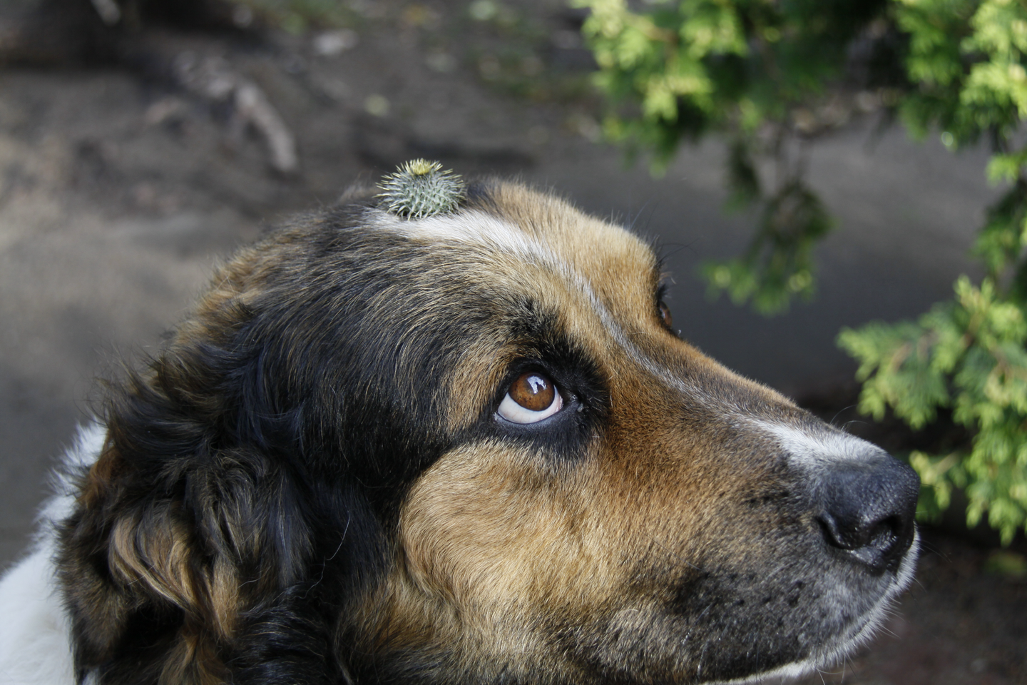 Na zdjęciu owoc łopianu, czyli rzep, wczepiony na środku głowy w sierść psa. Owoc jest niewielki, kolczasty. Głowa psa nieco uniesiona ku górze. Pysk psa brązowy z czarnymi dodatkami bliżej uszu. Od nosa po czubek głowy biegnie cienki biały pasek. 