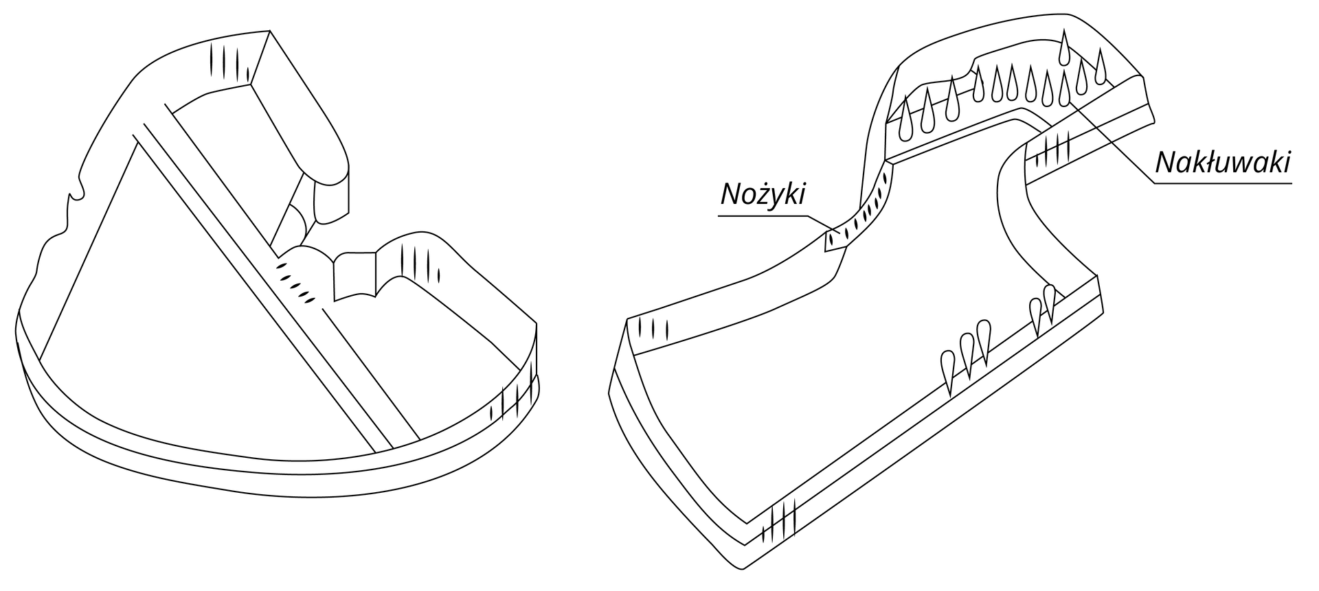 Grafika przedstawia dwa narzędzia zwane wykrojnikami, ten po lewej ma półokrągły kształt, ten po prawej podłużny. W prawym znajdują się kolce. Od prawego narzędzie odchodzą dwie strzałki z napisami "nożyki" oraz "nakłuwaki". Nagranie tożsame z treścią.