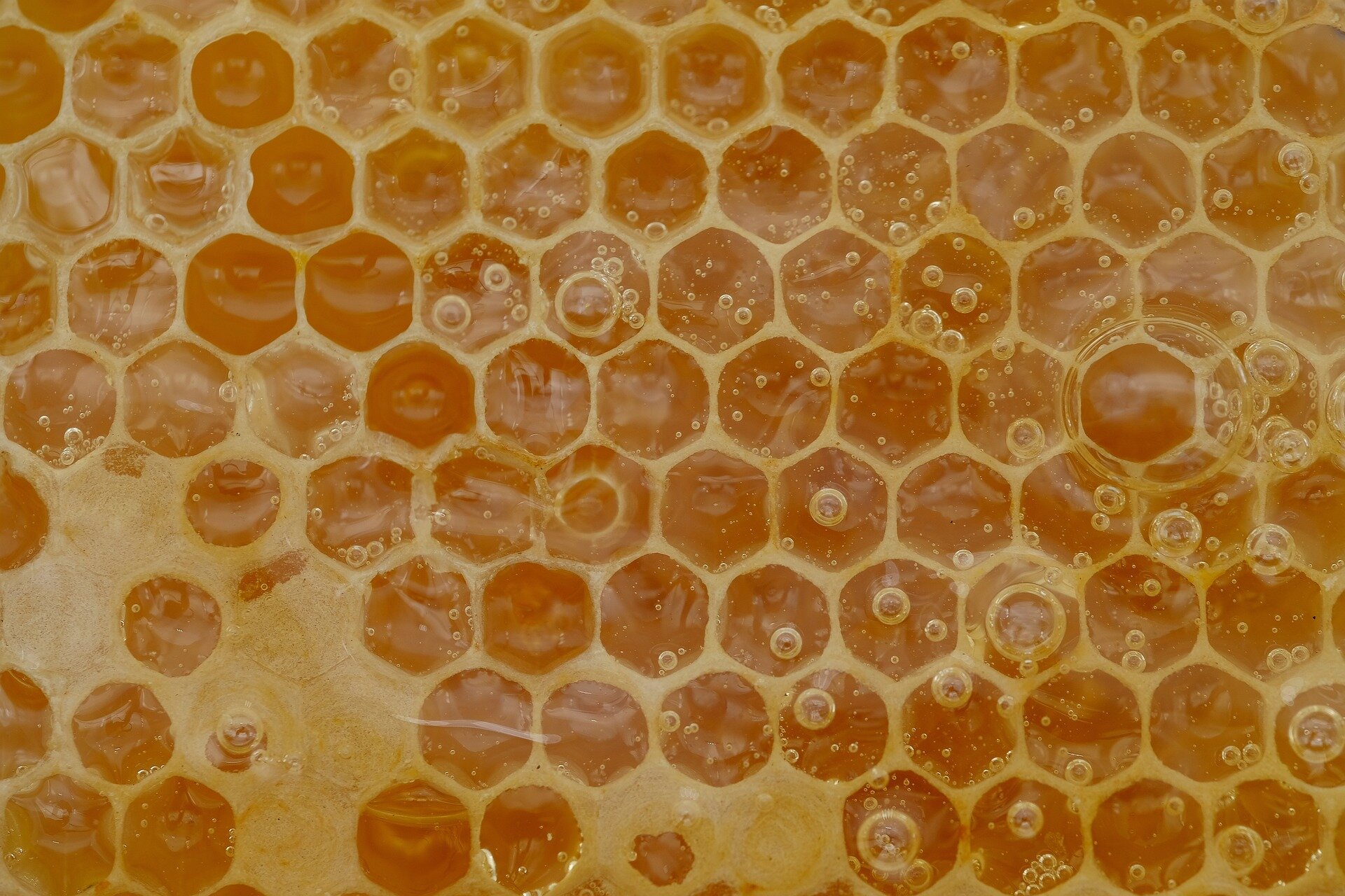 Zdjęcie przedstawia plaster miodu. Plaster złożony jest z wielu otworów o pięciokątnym kształcie. Otwory ułożone są blisko siebie i są wypełnione płynnym miodem.